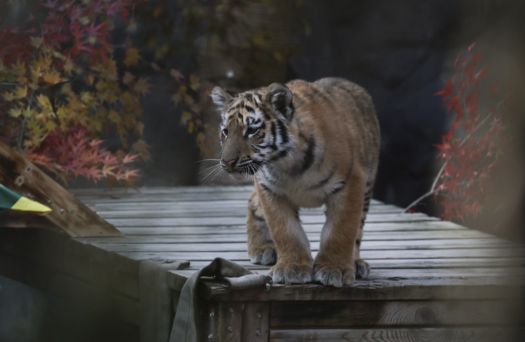 호랑이;설호;시베리아호랑이;범