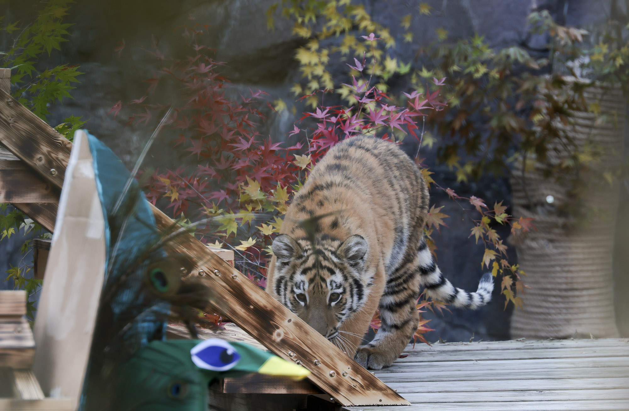 호랑이;설호;시베리아호랑이;범