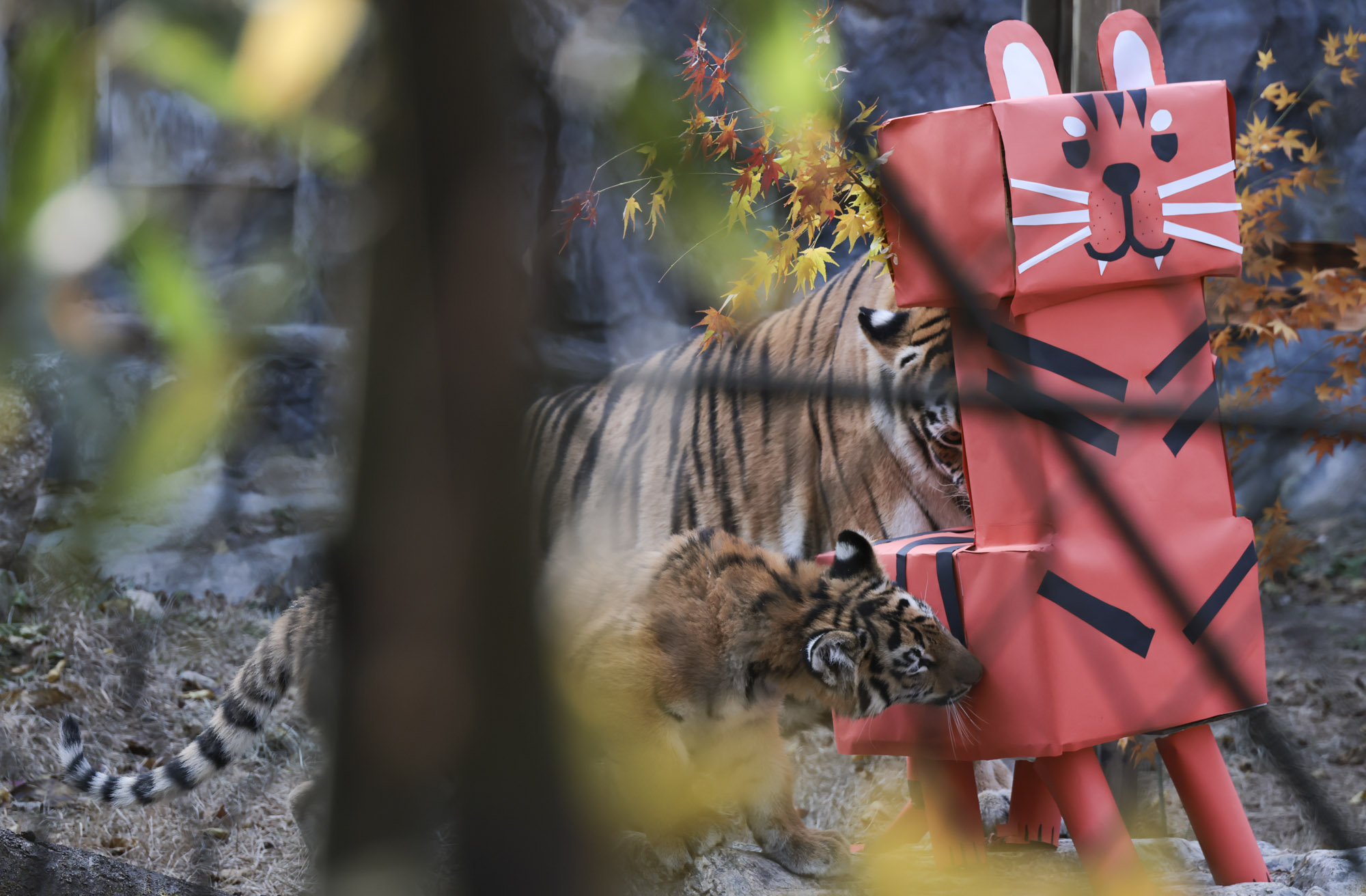 호랑이;설호;시베리아호랑이;범
