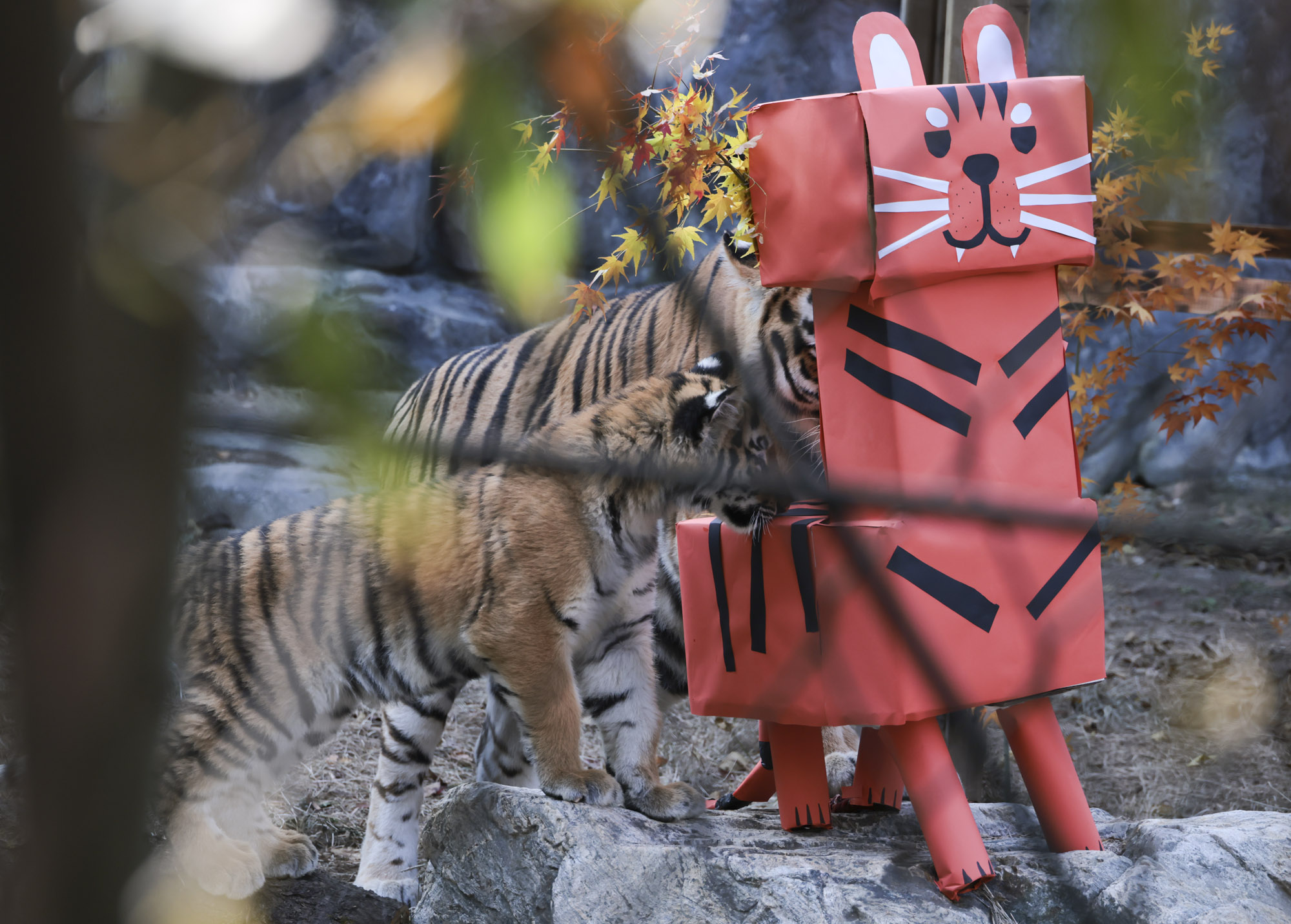 호랑이;설호;시베리아호랑이;범