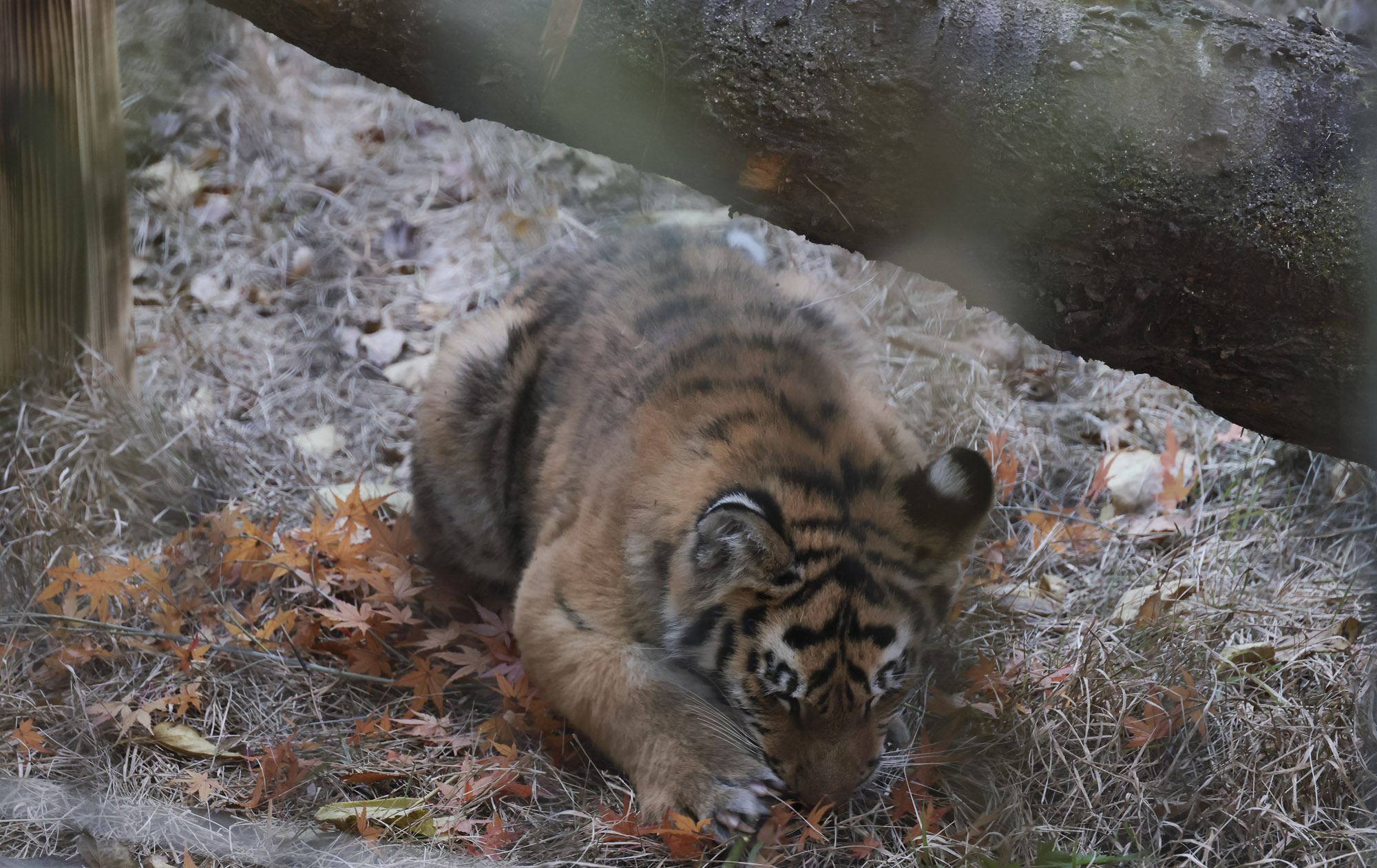 호랑이;설호;시베리아호랑이;범