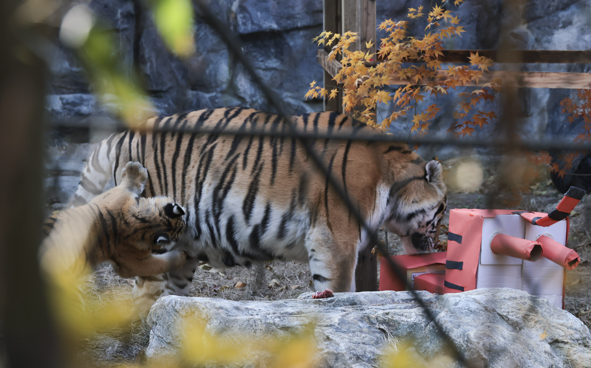 호랑이;설호;시베리아호랑이;범