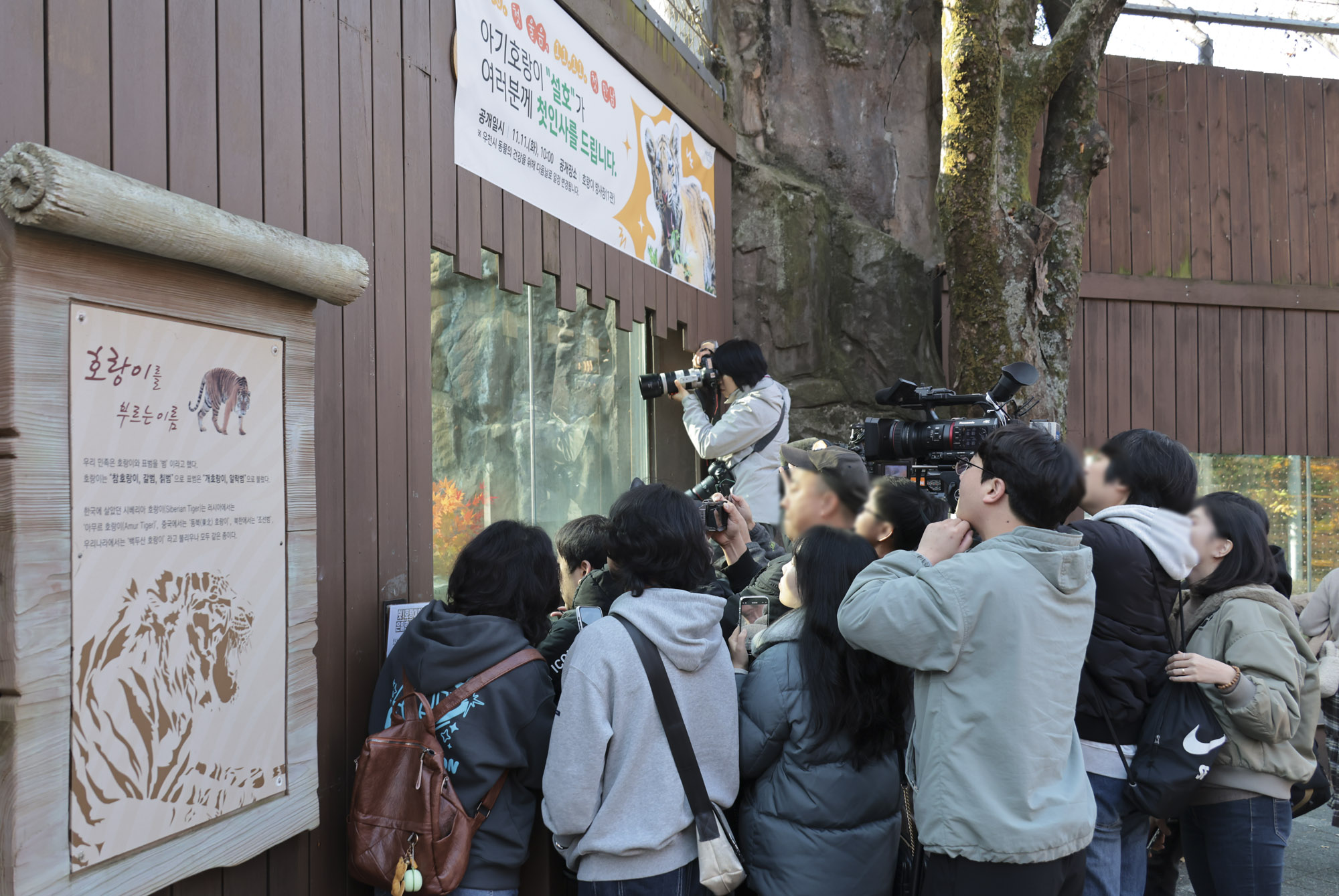 호랑이;설호;시베리아호랑이;범