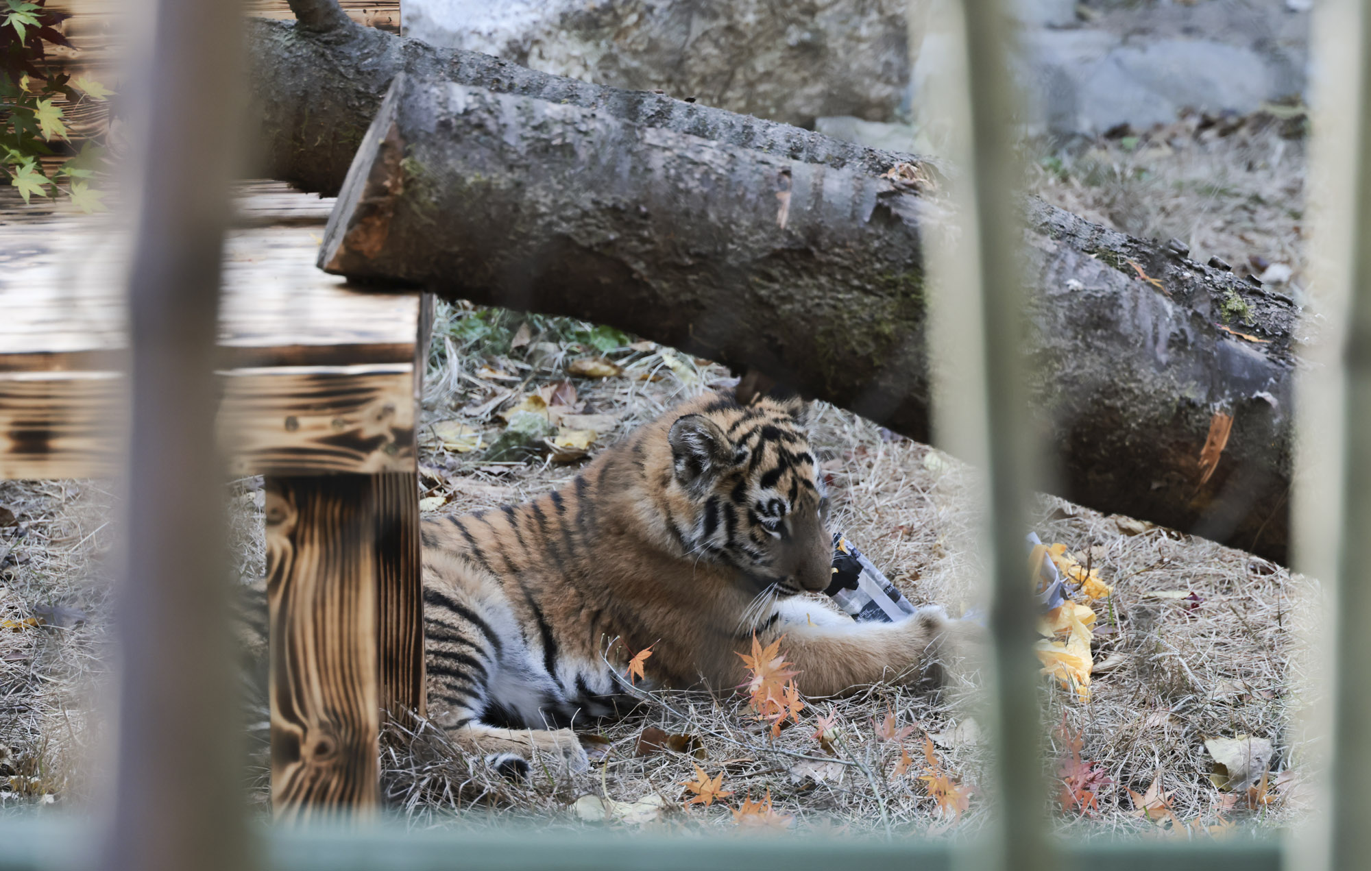 호랑이;설호;시베리아호랑이;범