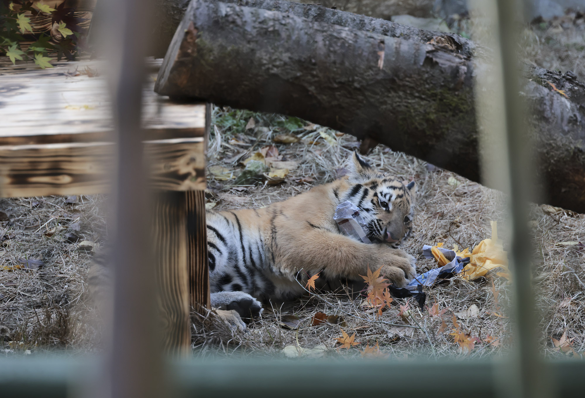 호랑이;설호;시베리아호랑이;범