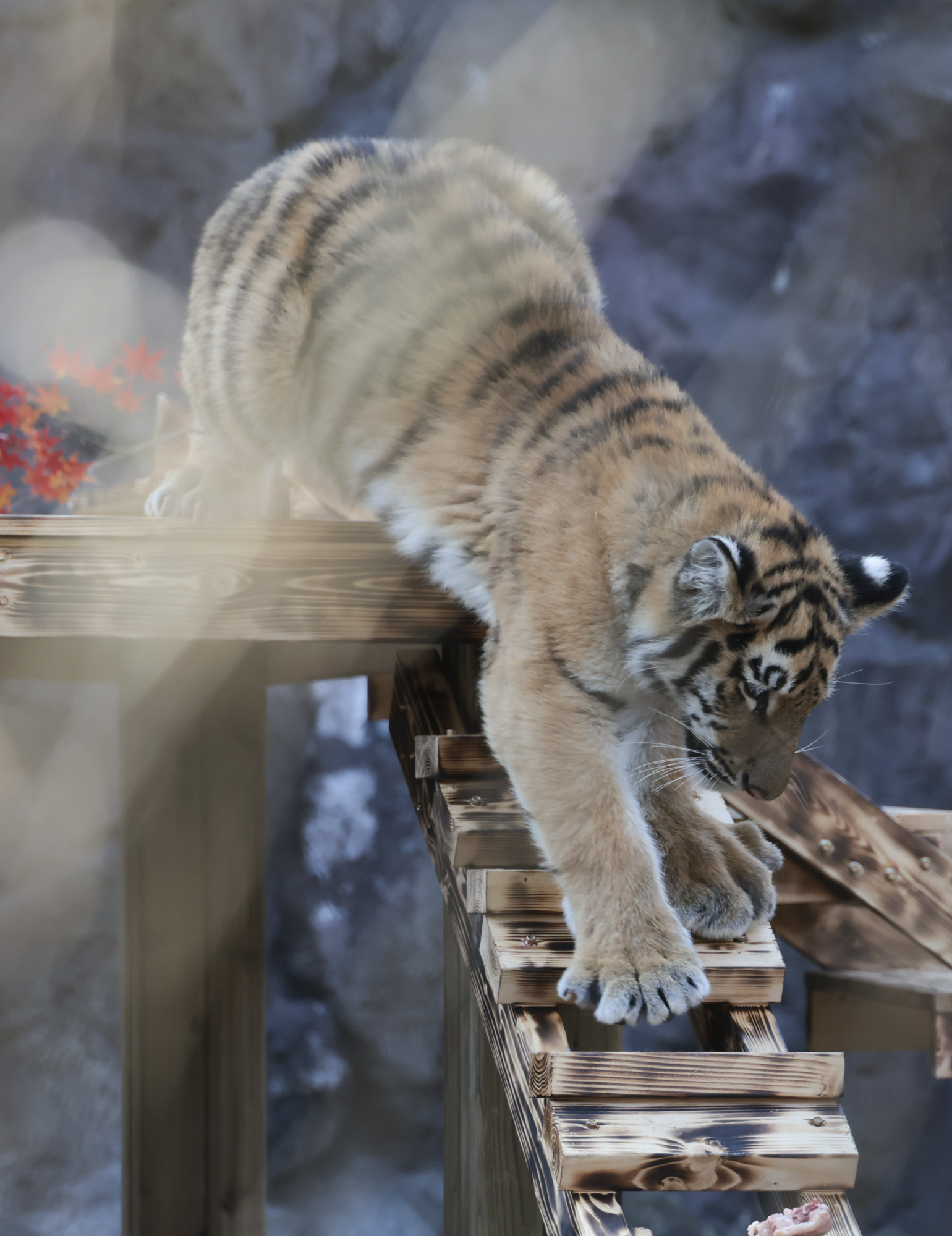 호랑이;설호;시베리아호랑이;범