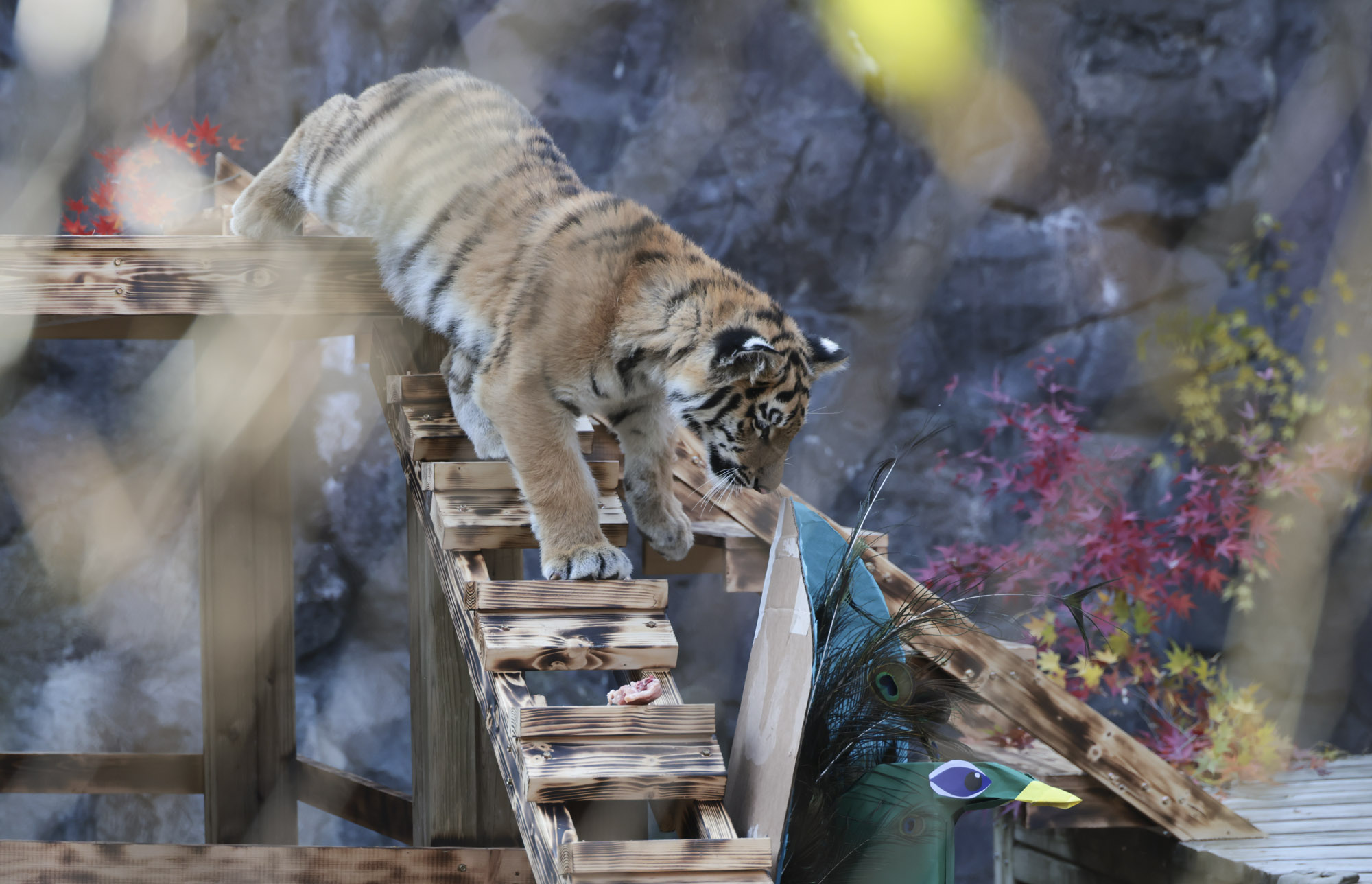 호랑이;설호;시베리아호랑이;범