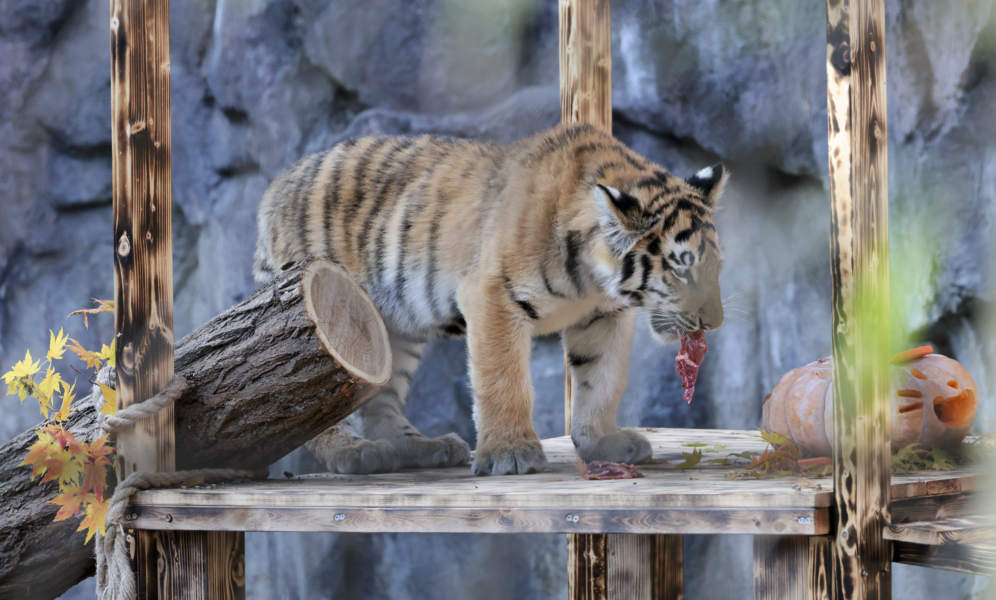호랑이;설호;시베리아호랑이;범