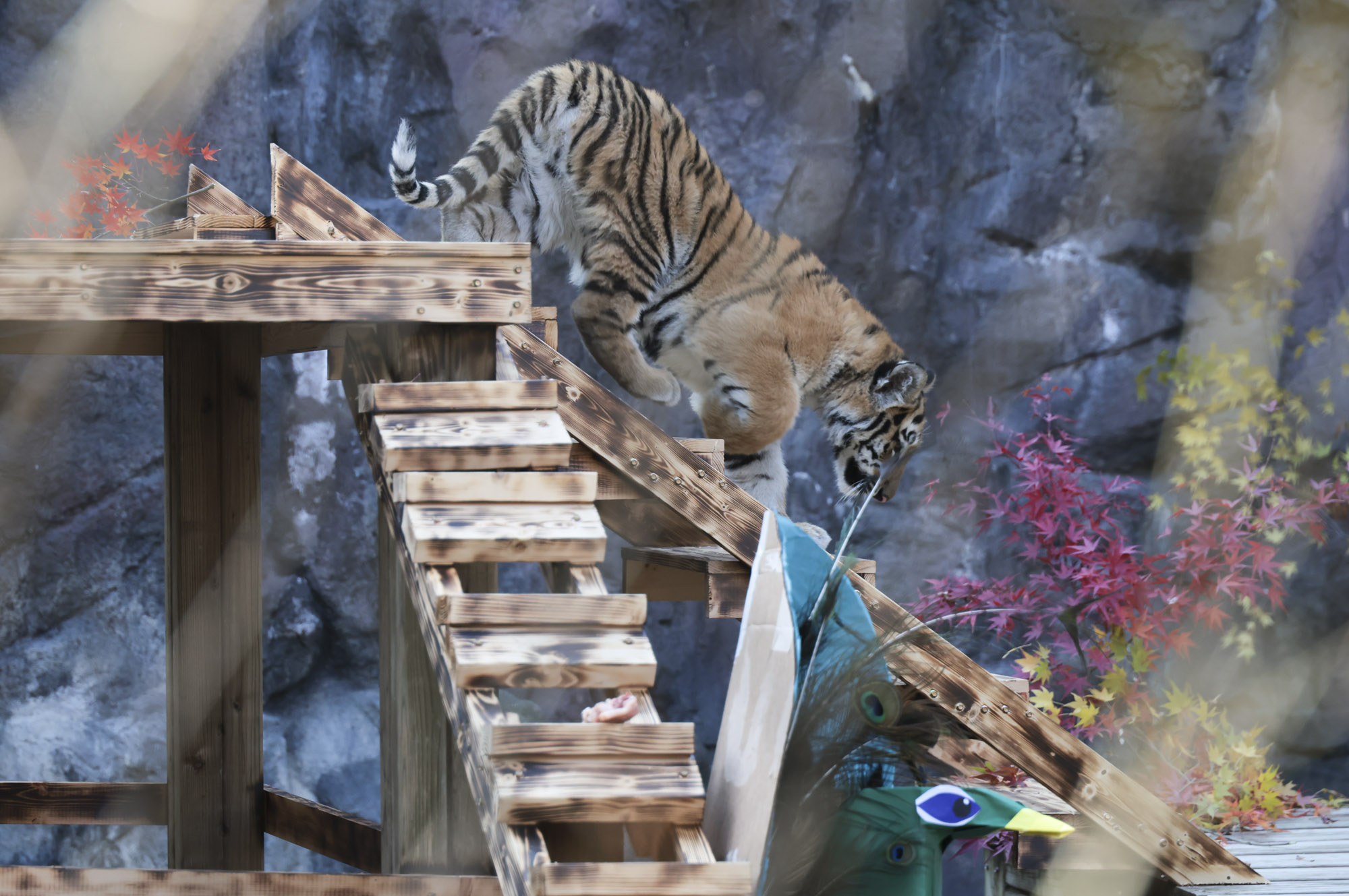 호랑이;설호;시베리아호랑이;범