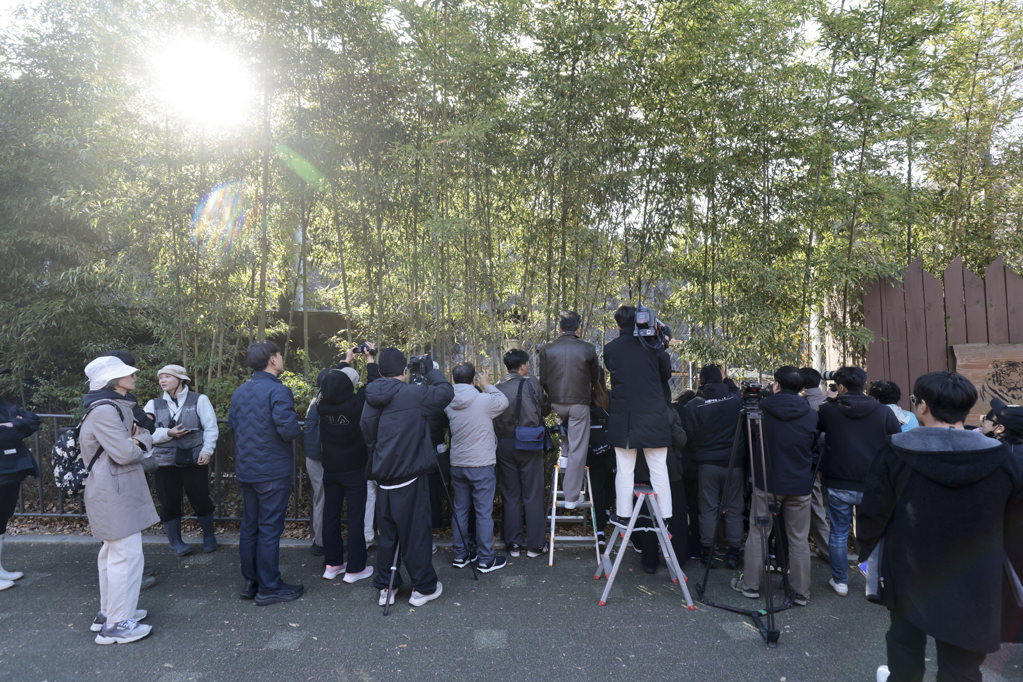 호랑이;설호;시베리아호랑이;범
