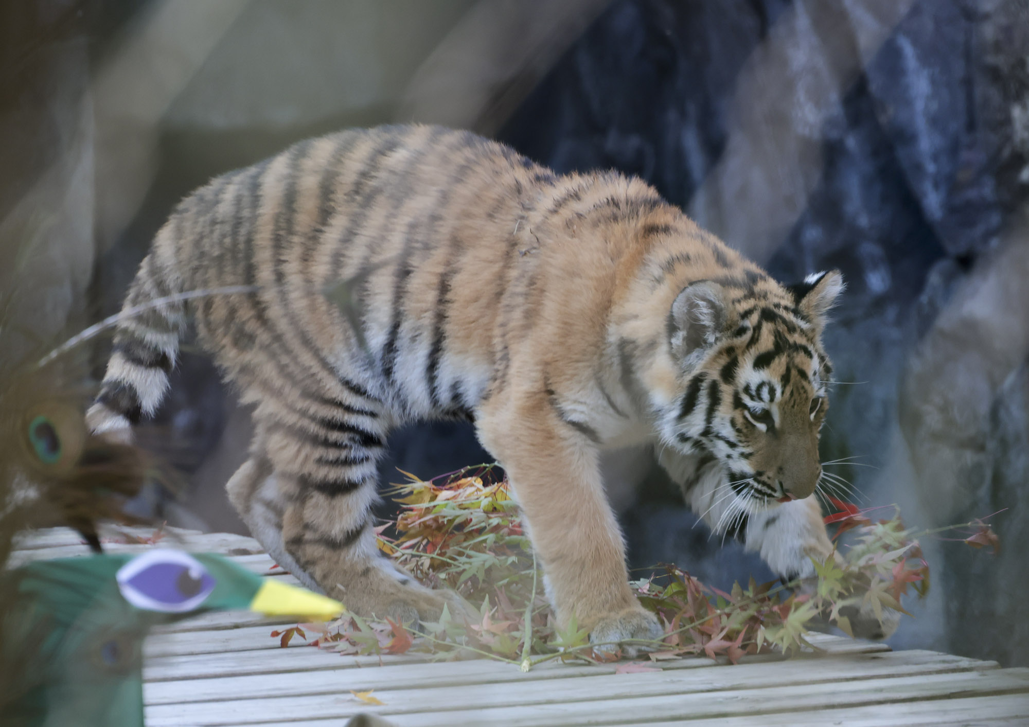 호랑이;설호;시베리아호랑이;범