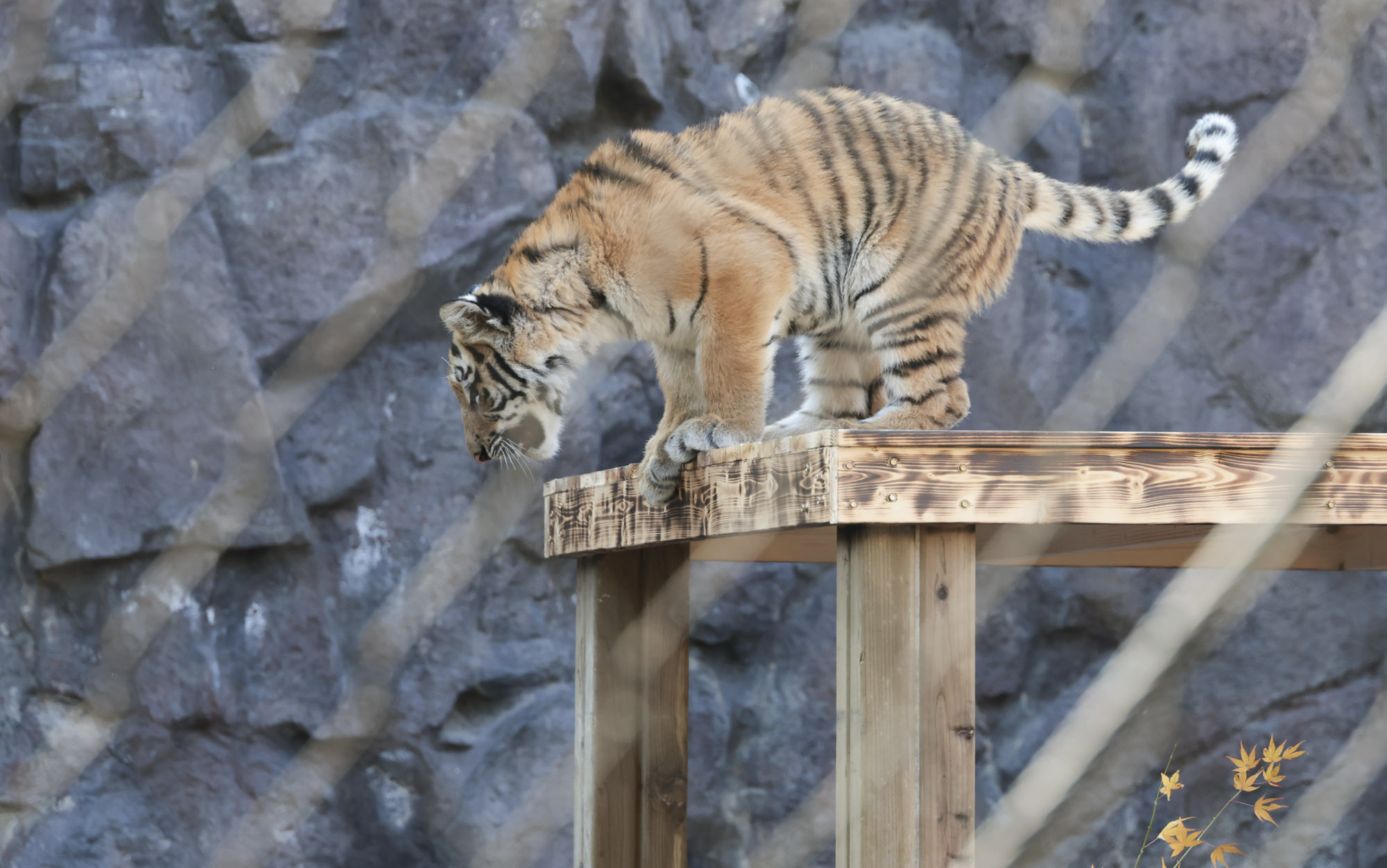 호랑이;설호;시베리아호랑이;범