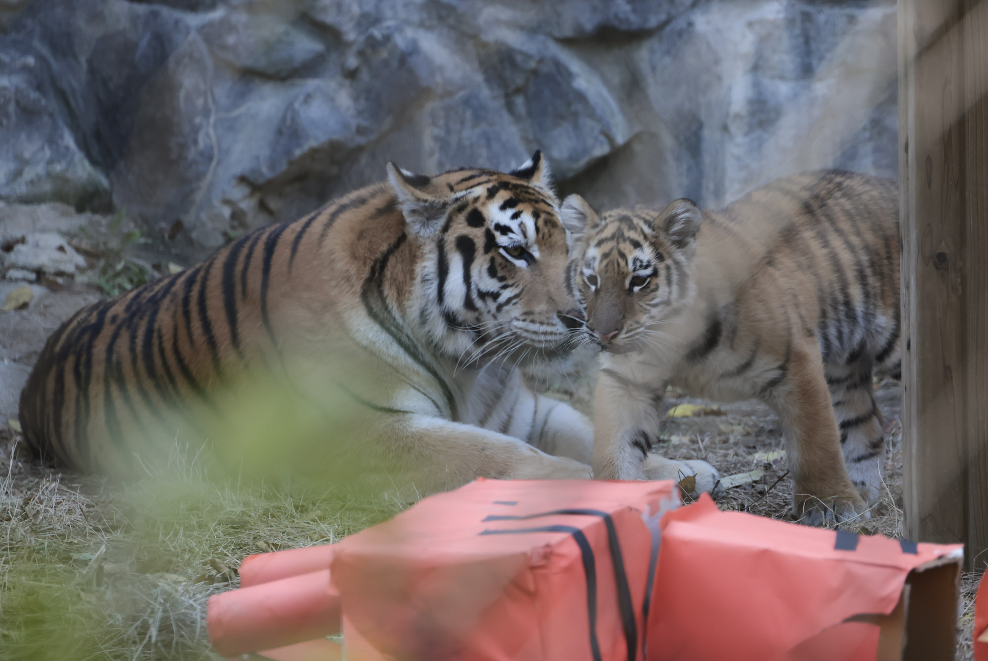 호랑이;설호;시베리아호랑이;범