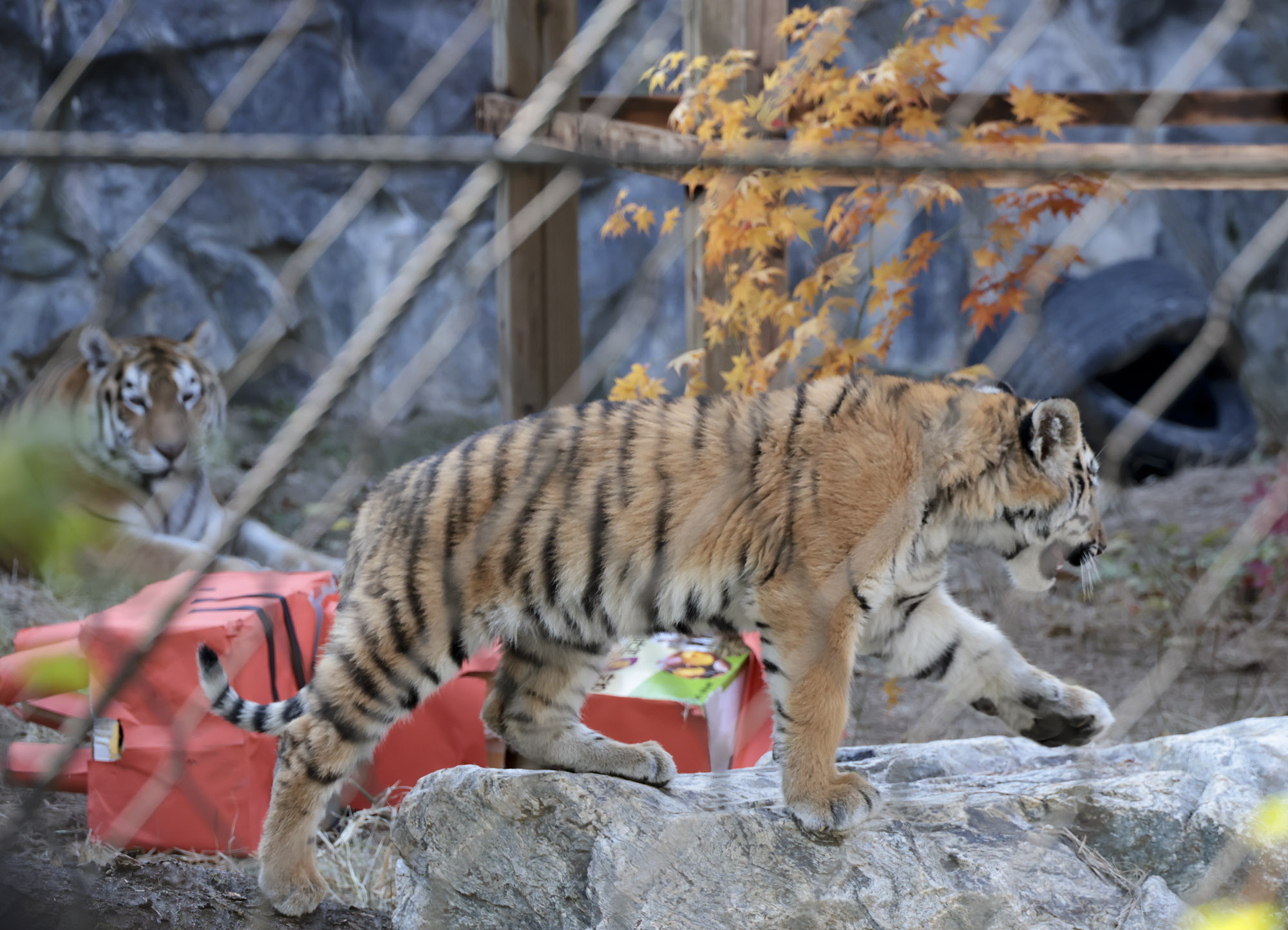 호랑이;설호;시베리아호랑이;범