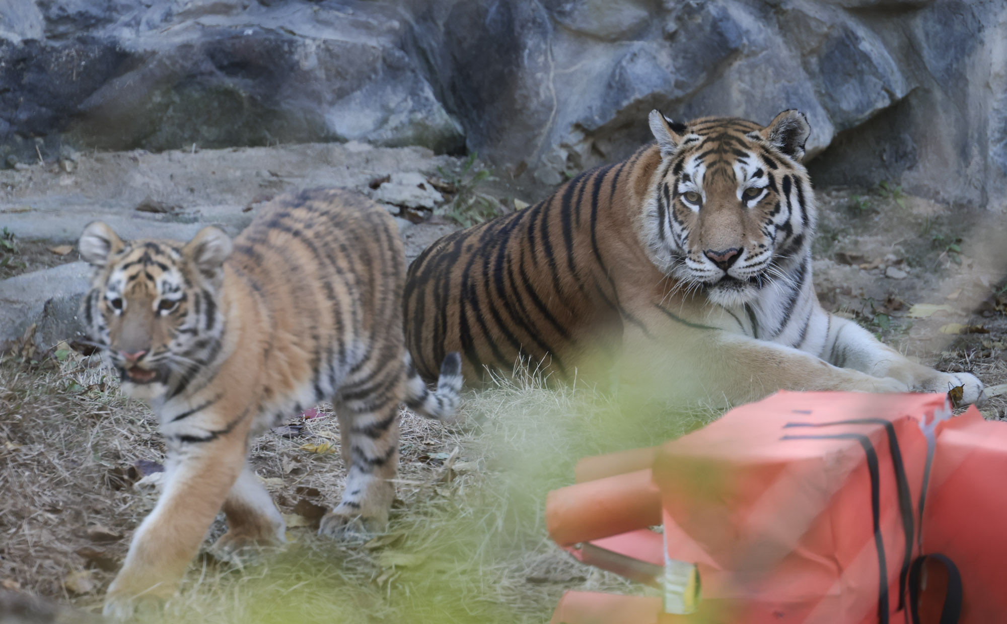 호랑이;설호;시베리아호랑이;범