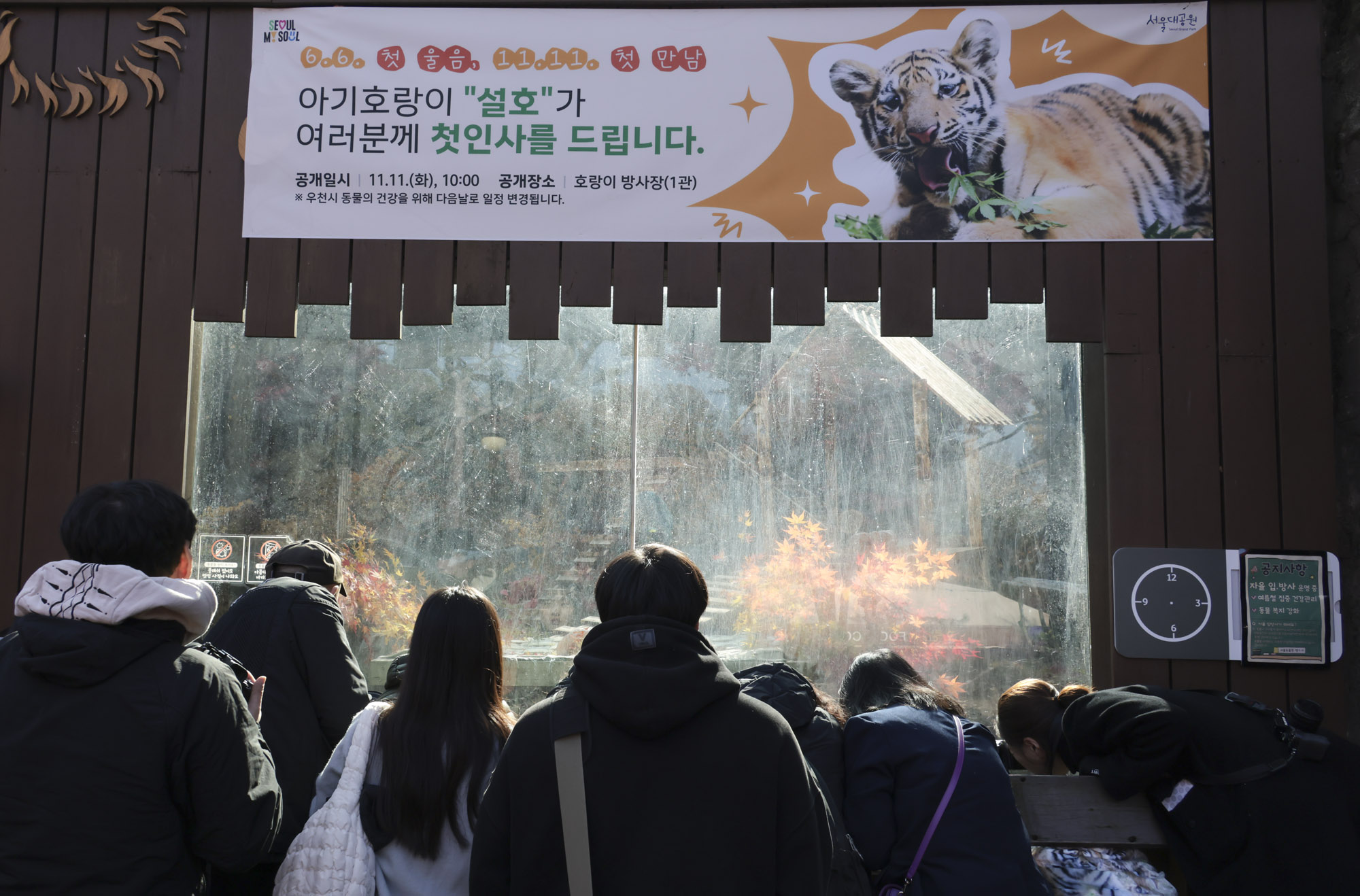 호랑이;설호;시베리아호랑이;범