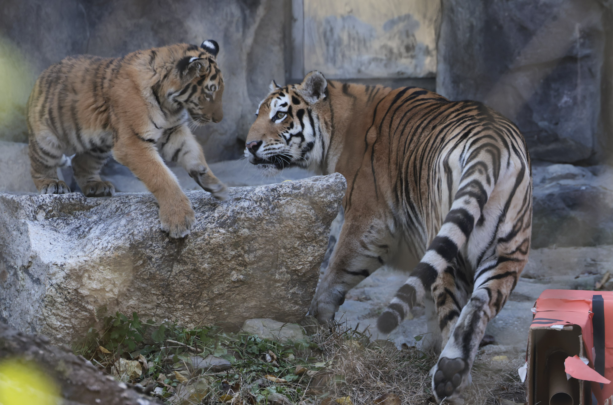 호랑이;설호;시베리아호랑이;범
