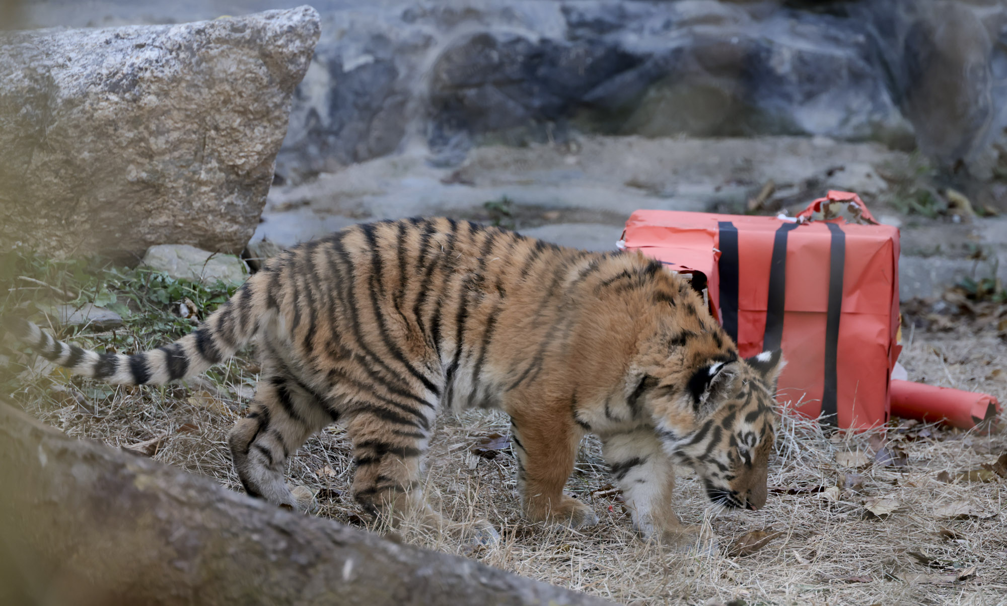호랑이;설호;시베리아호랑이;범