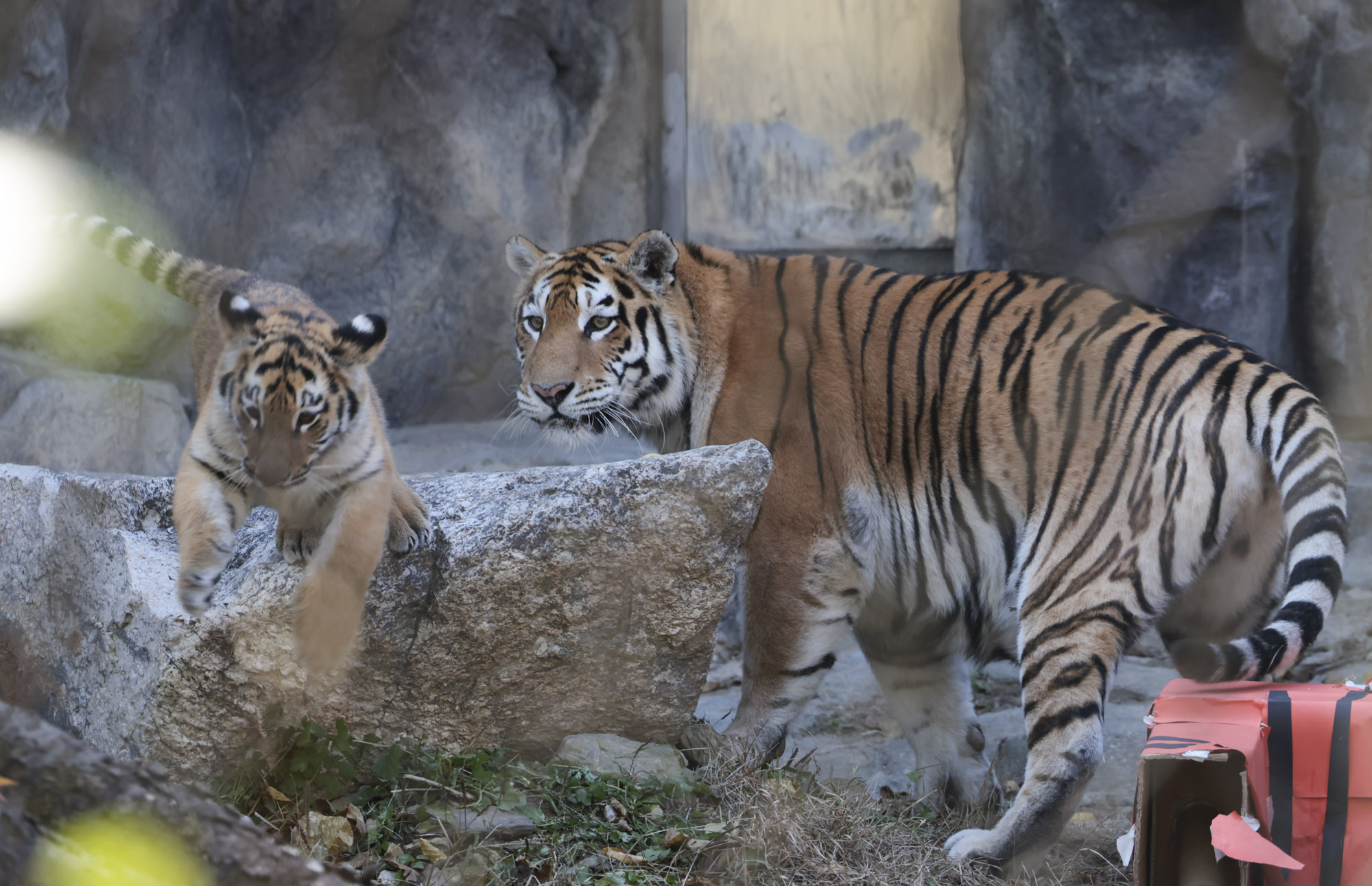 호랑이;설호;시베리아호랑이;범