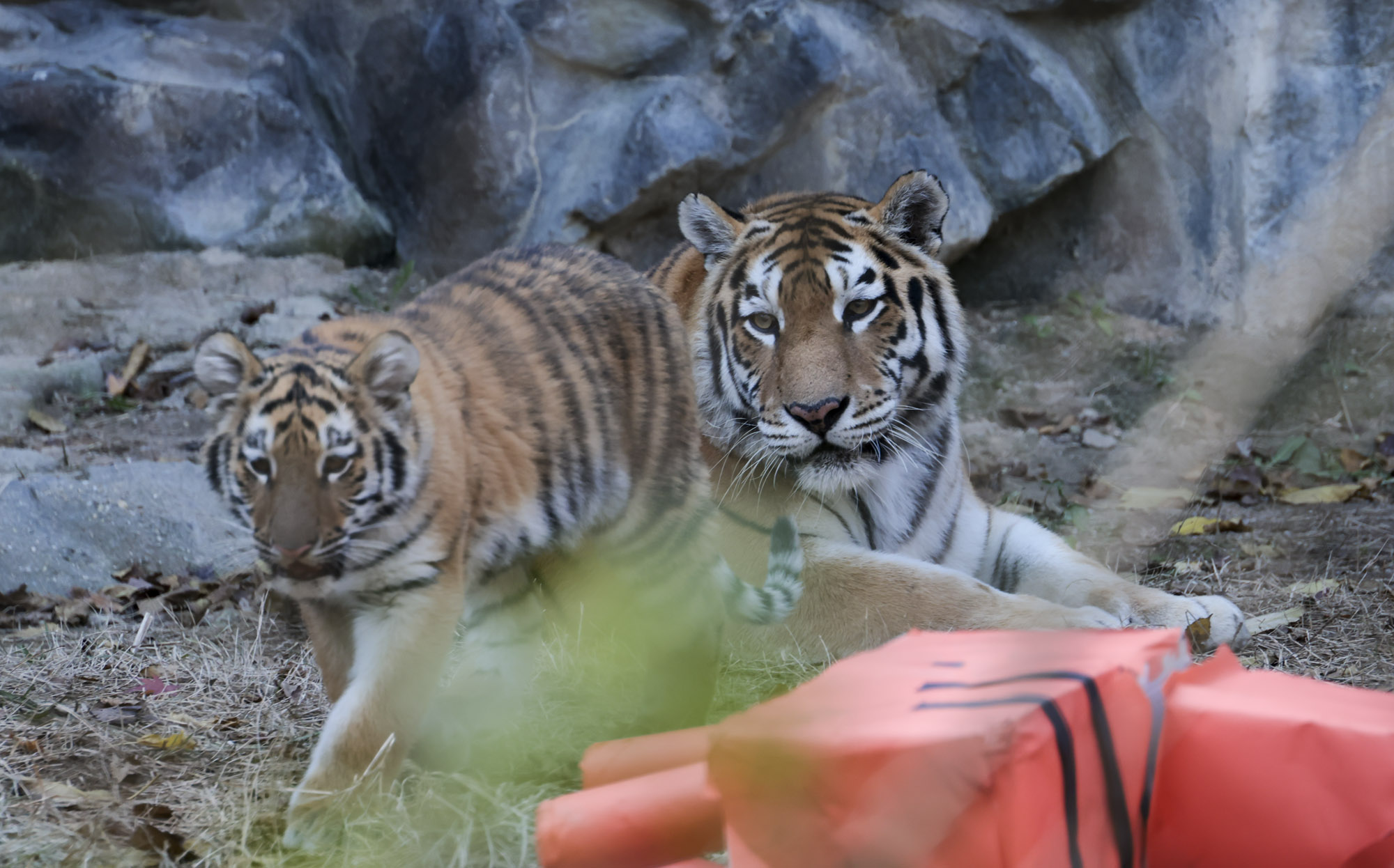 호랑이;설호;시베리아호랑이;범