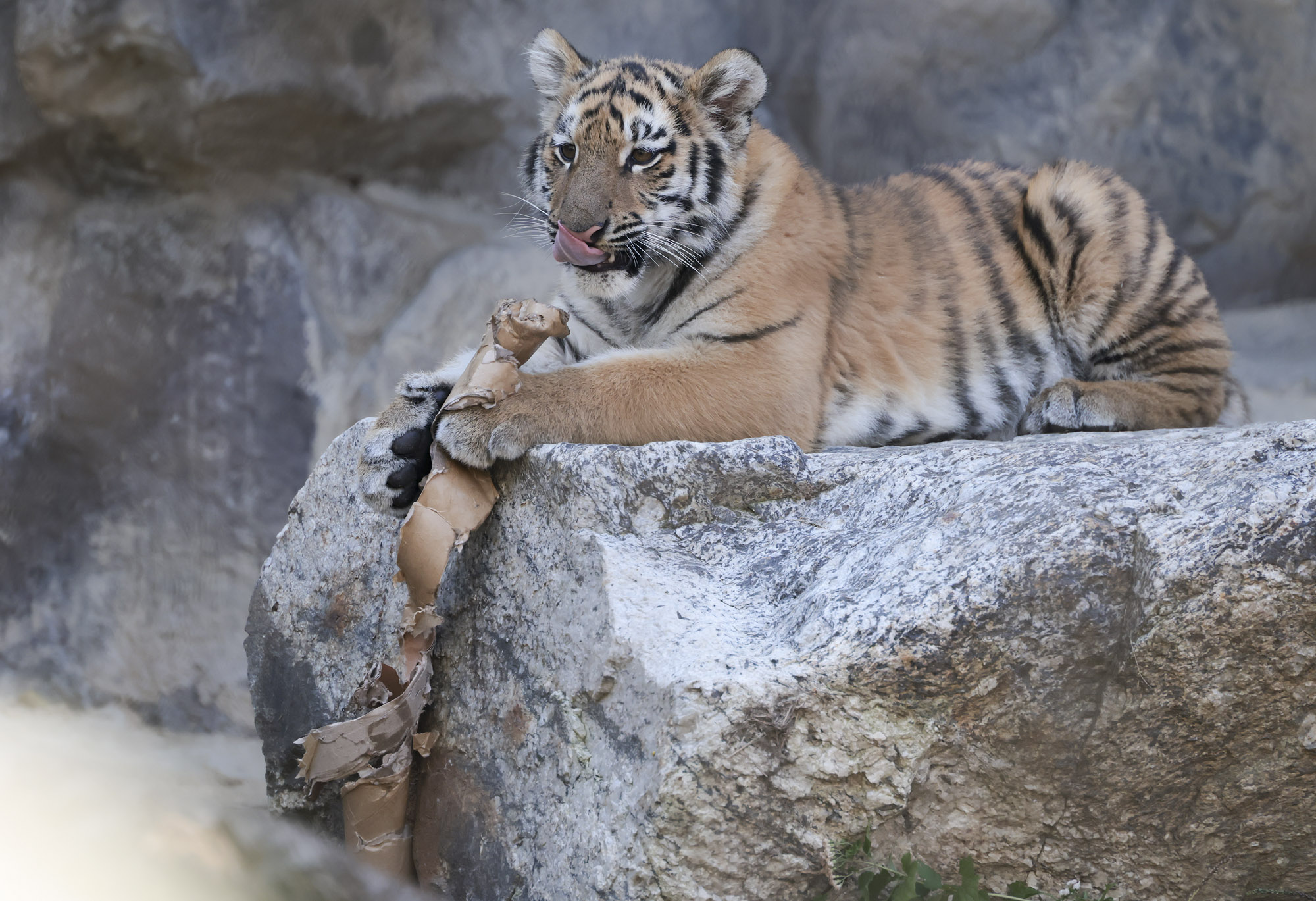 호랑이;설호;시베리아호랑이;범