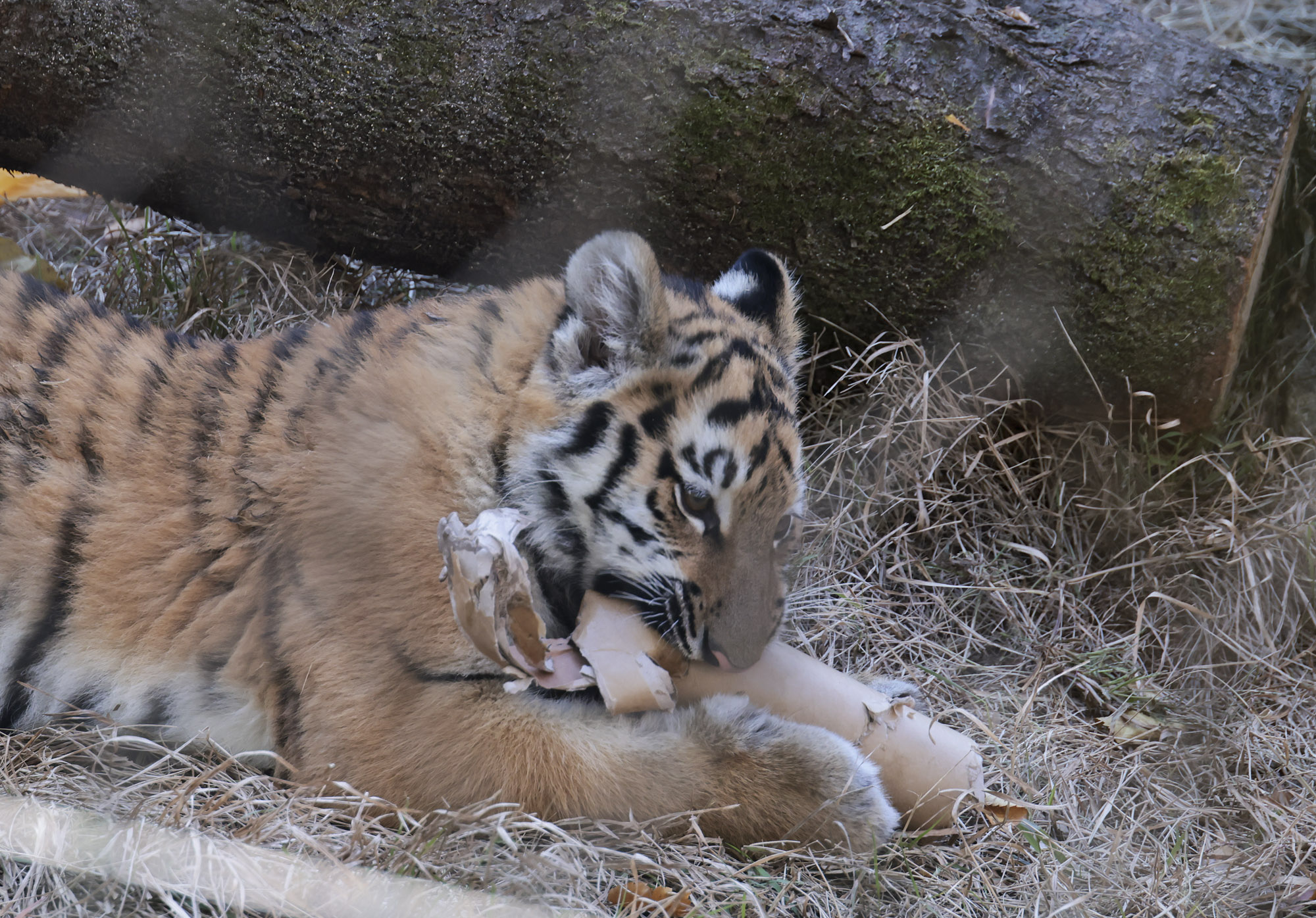 호랑이;설호;시베리아호랑이;범