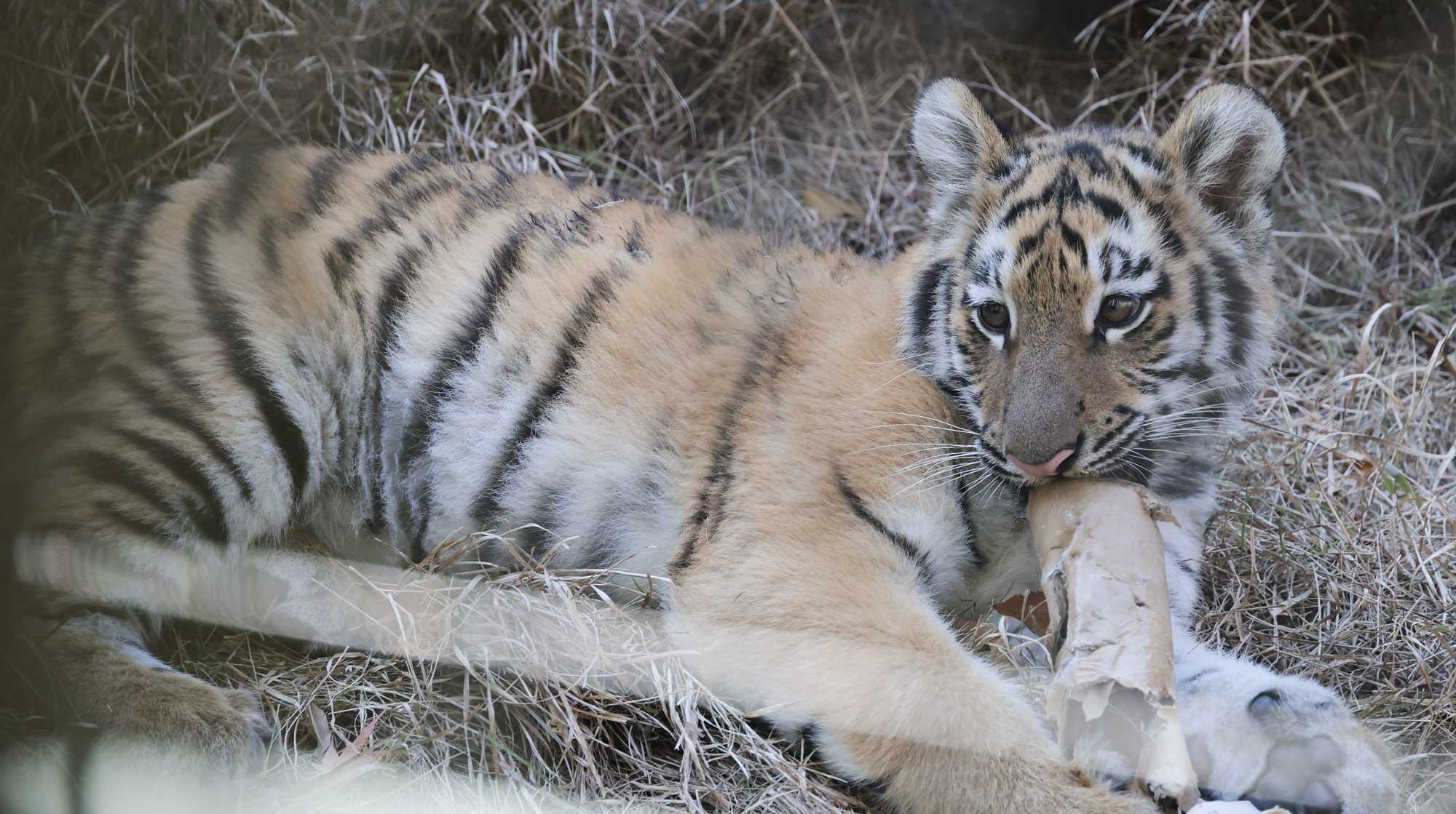 호랑이;설호;시베리아호랑이;범