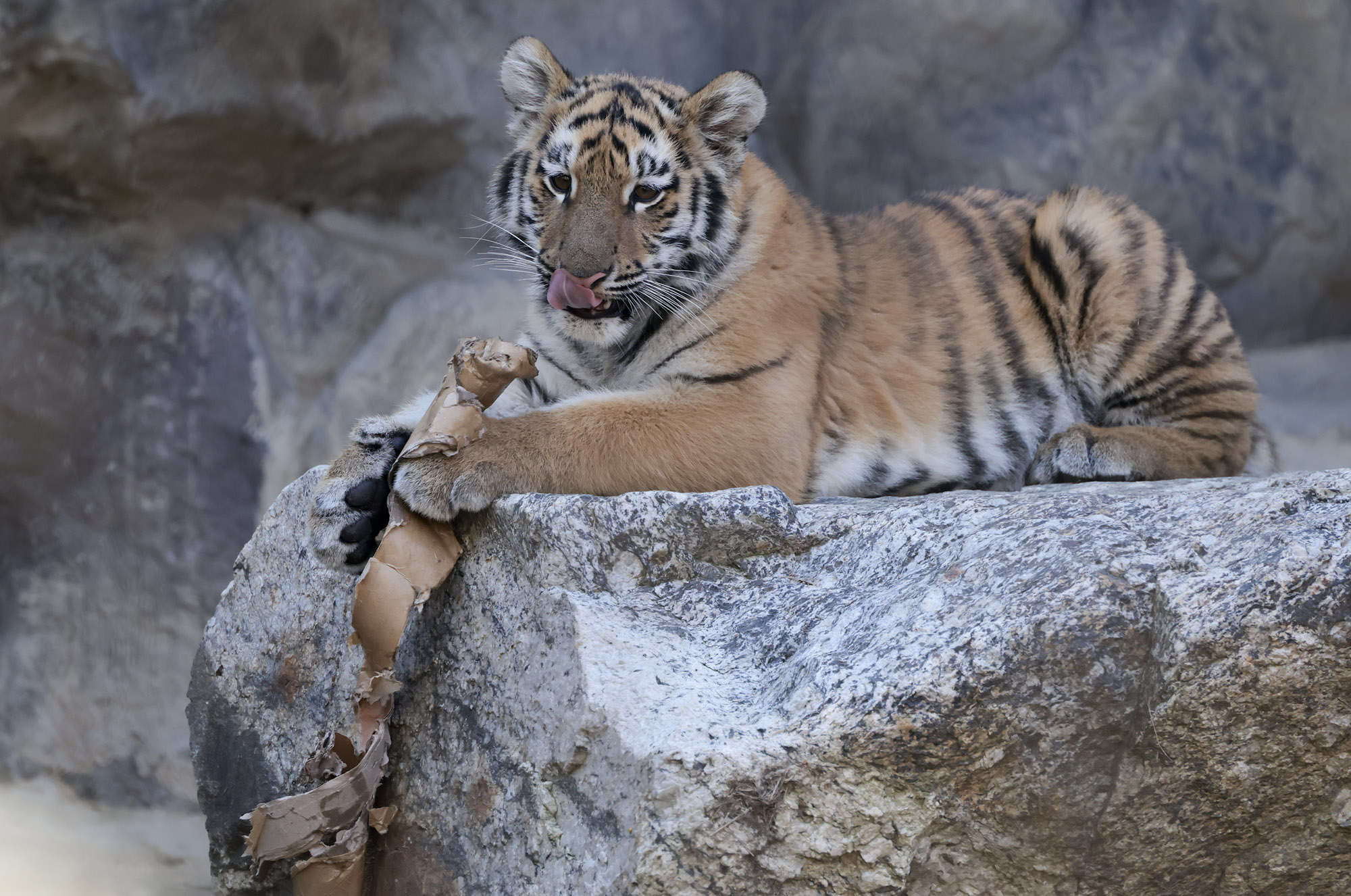 호랑이;설호;시베리아호랑이;범