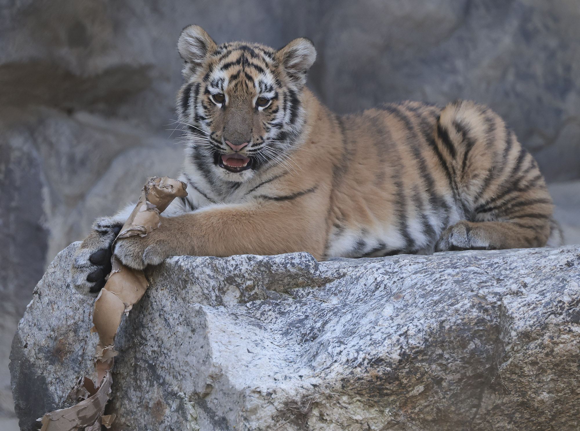 호랑이;설호;시베리아호랑이;범