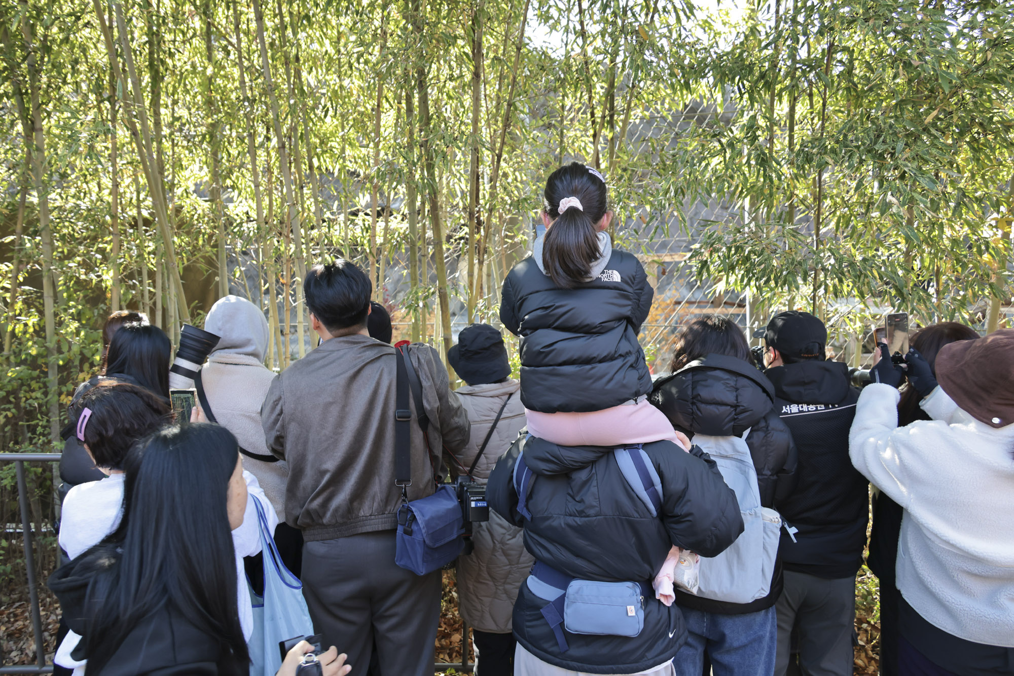 호랑이;설호;시베리아호랑이;범