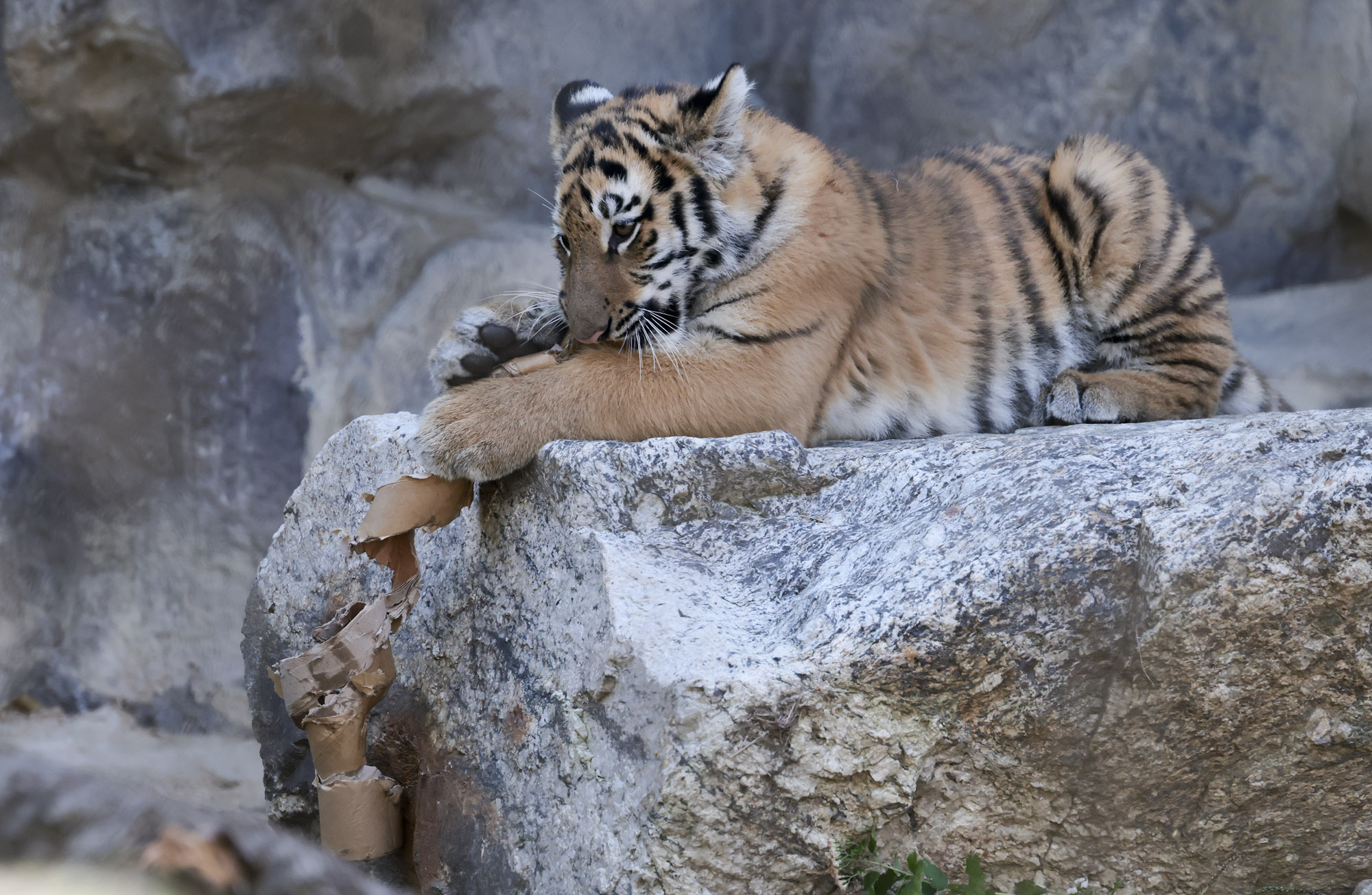호랑이;설호;시베리아호랑이;범
