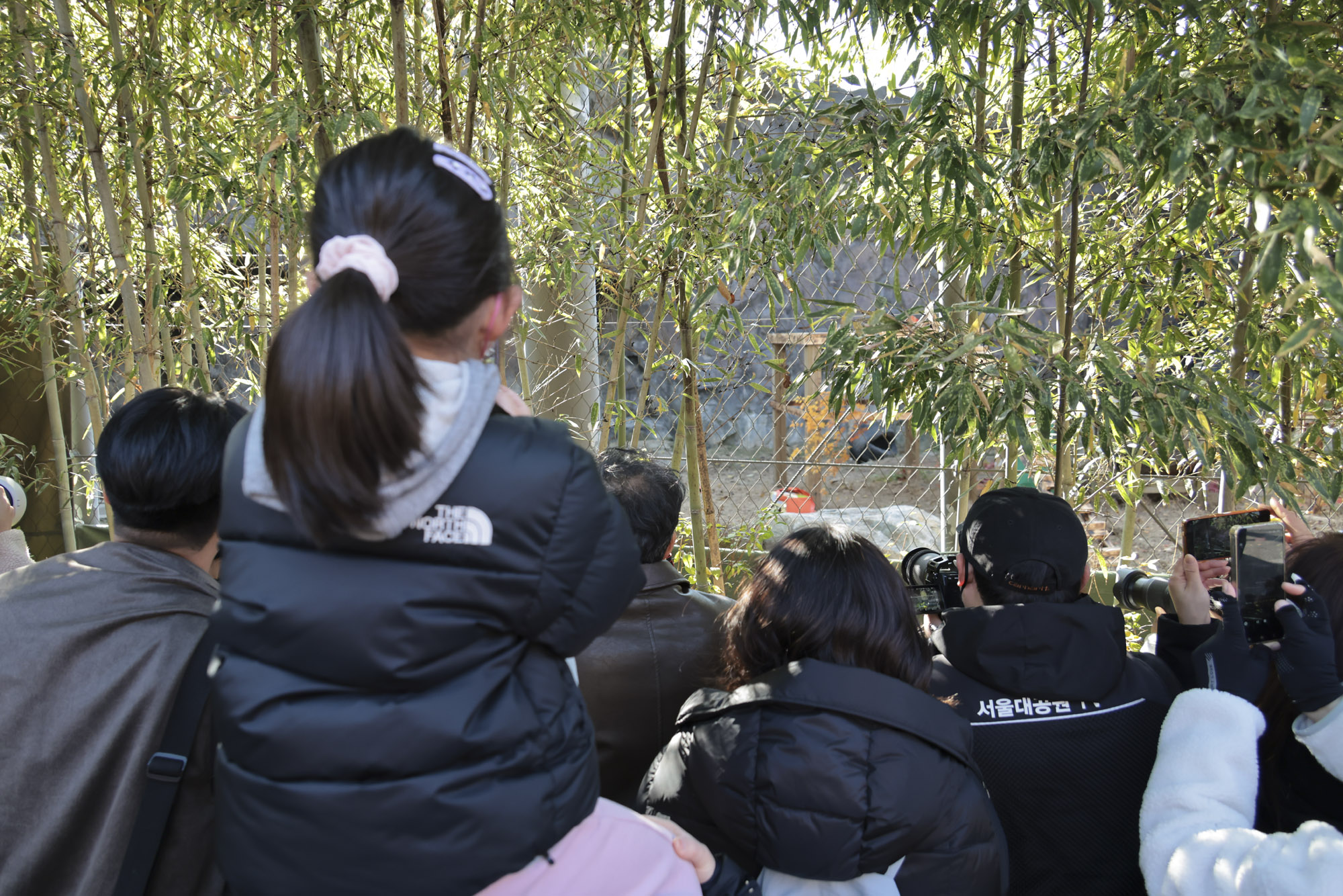 호랑이;설호;시베리아호랑이;범