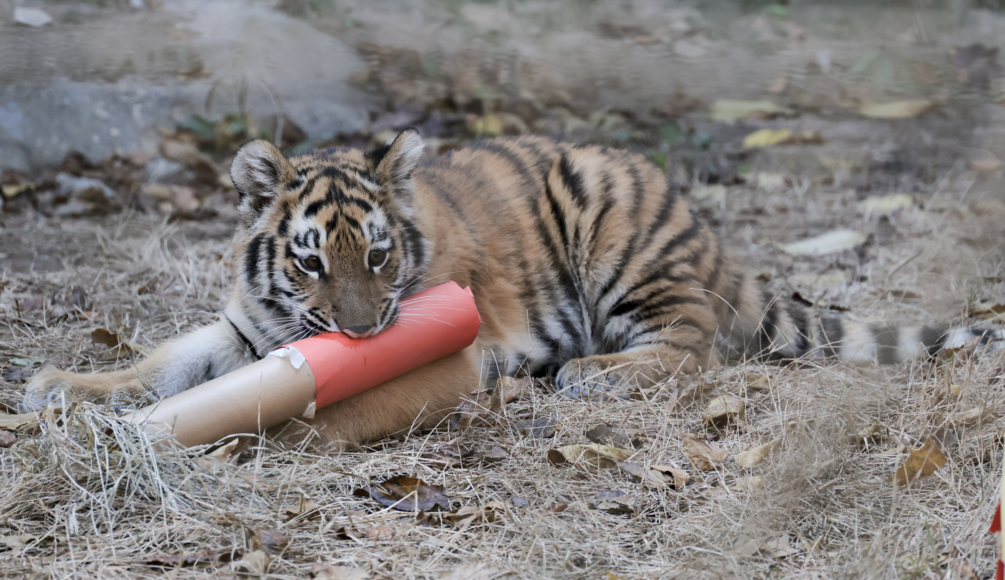 호랑이;설호;시베리아호랑이;범