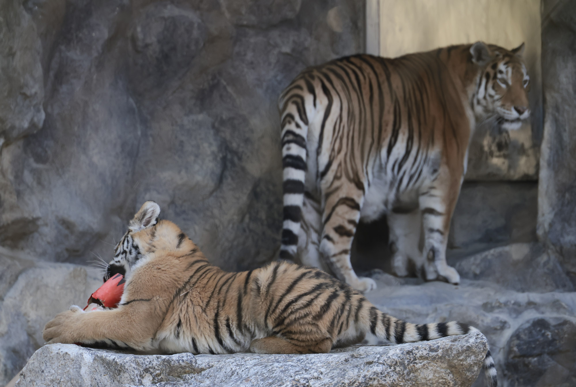 호랑이;설호;시베리아호랑이;범