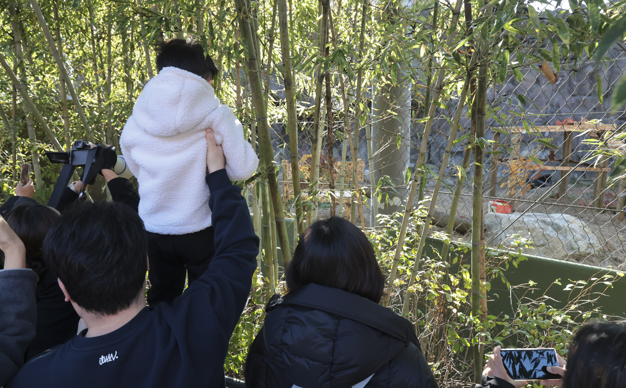 호랑이;설호;시베리아호랑이;범