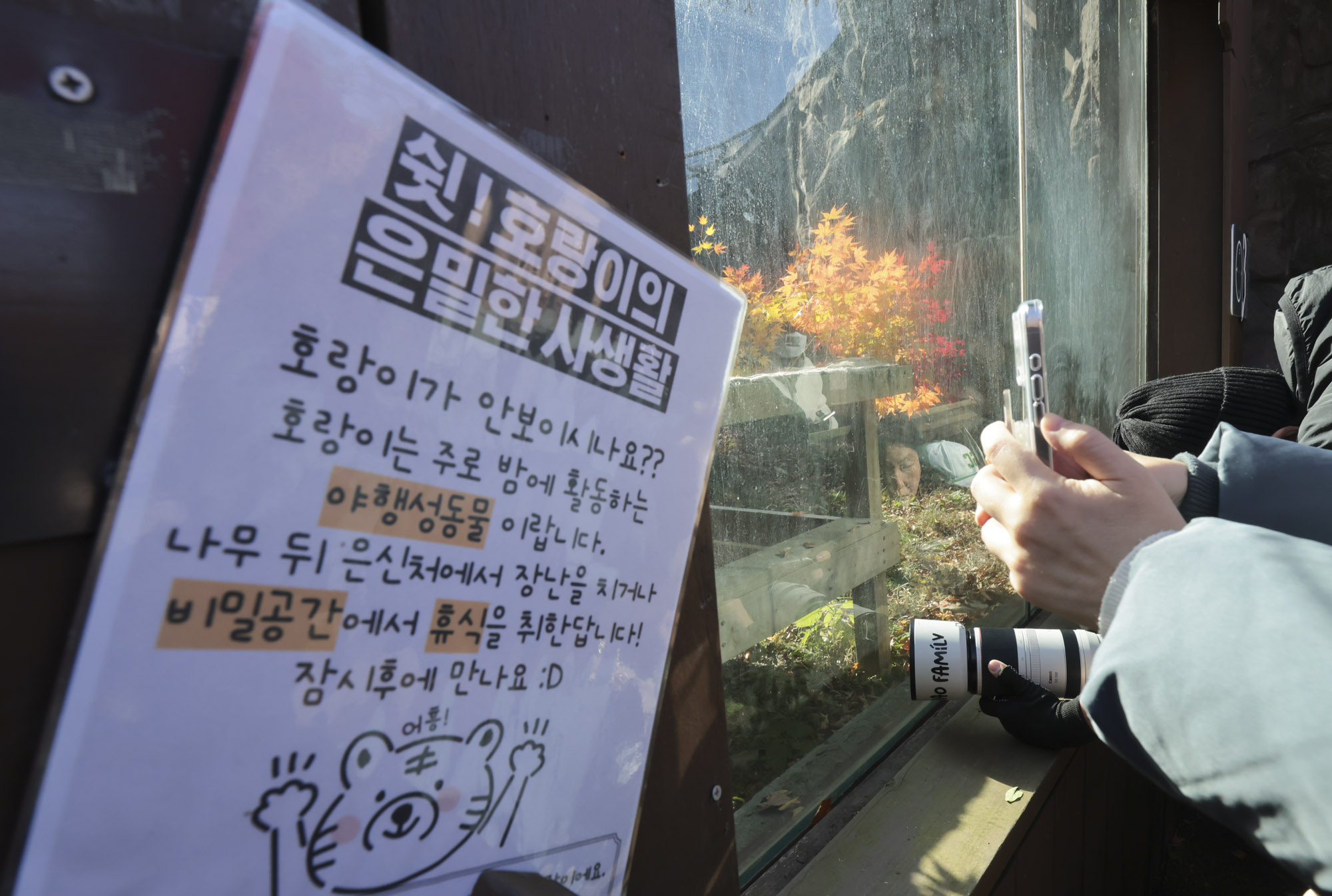 호랑이;설호;시베리아호랑이;범