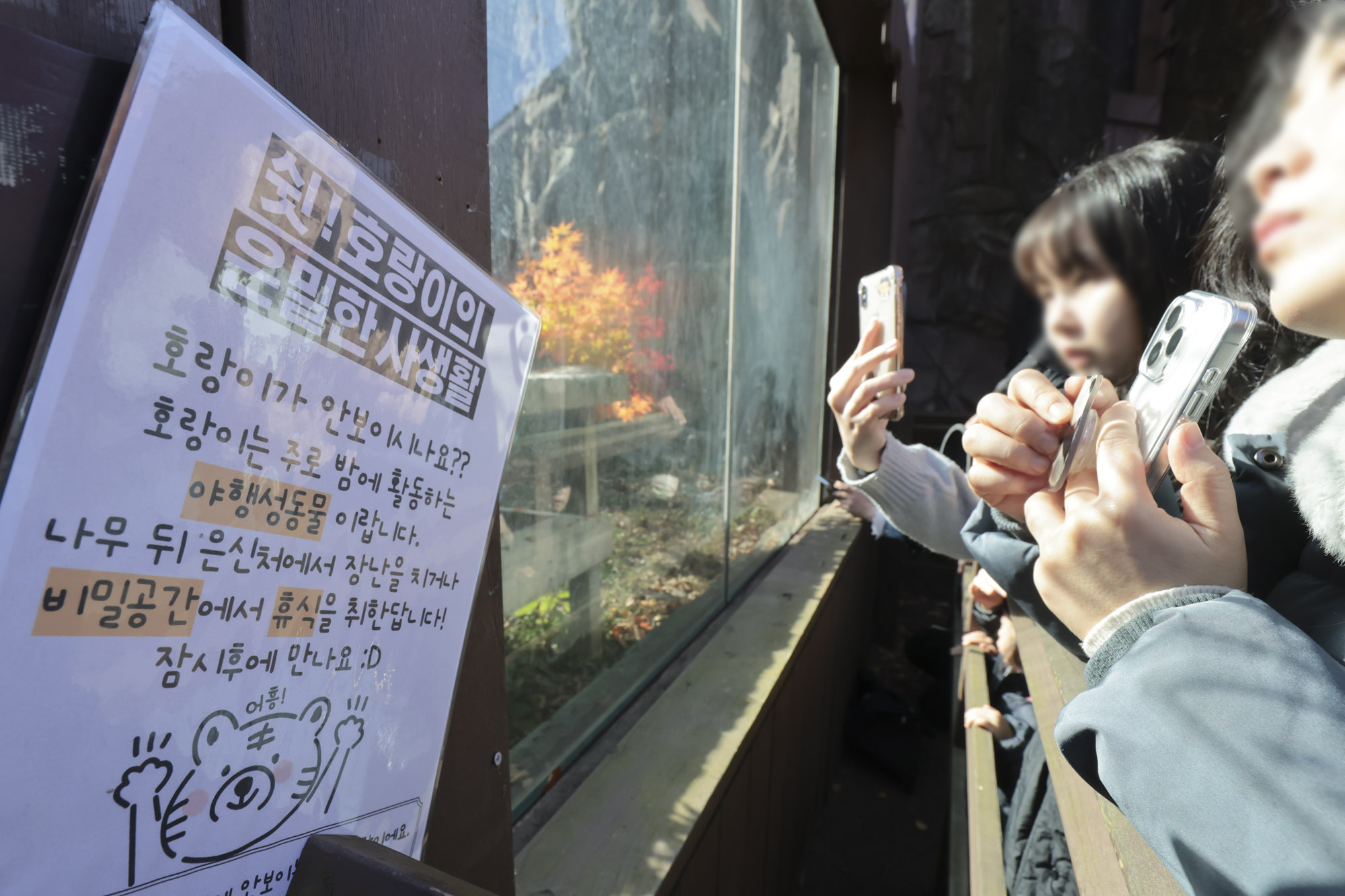 호랑이;설호;시베리아호랑이;범