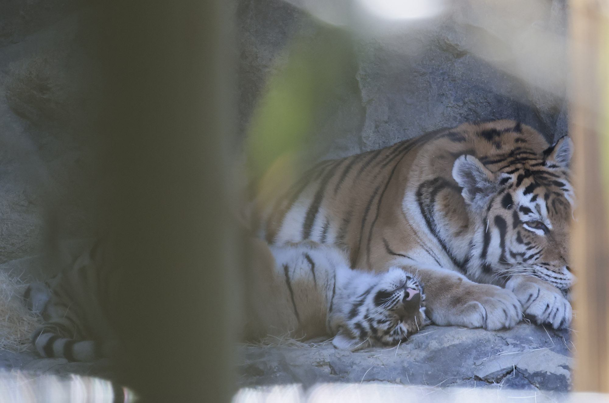 설호;시베리아호랑이;과천서울대공원;호랑이