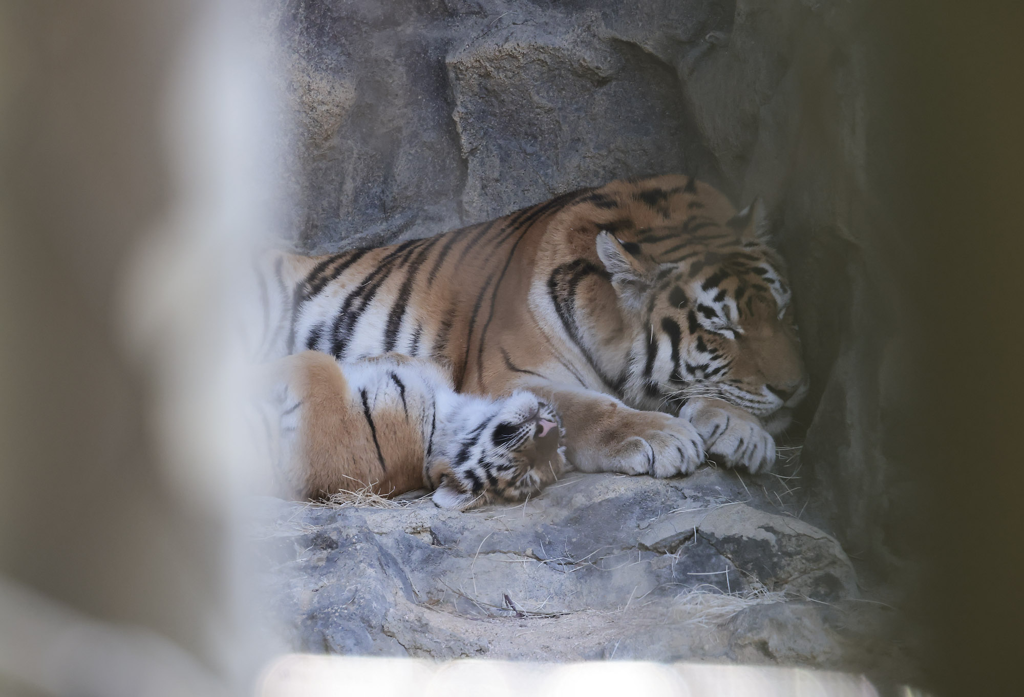 설호;시베리아호랑이;과천서울대공원;호랑이