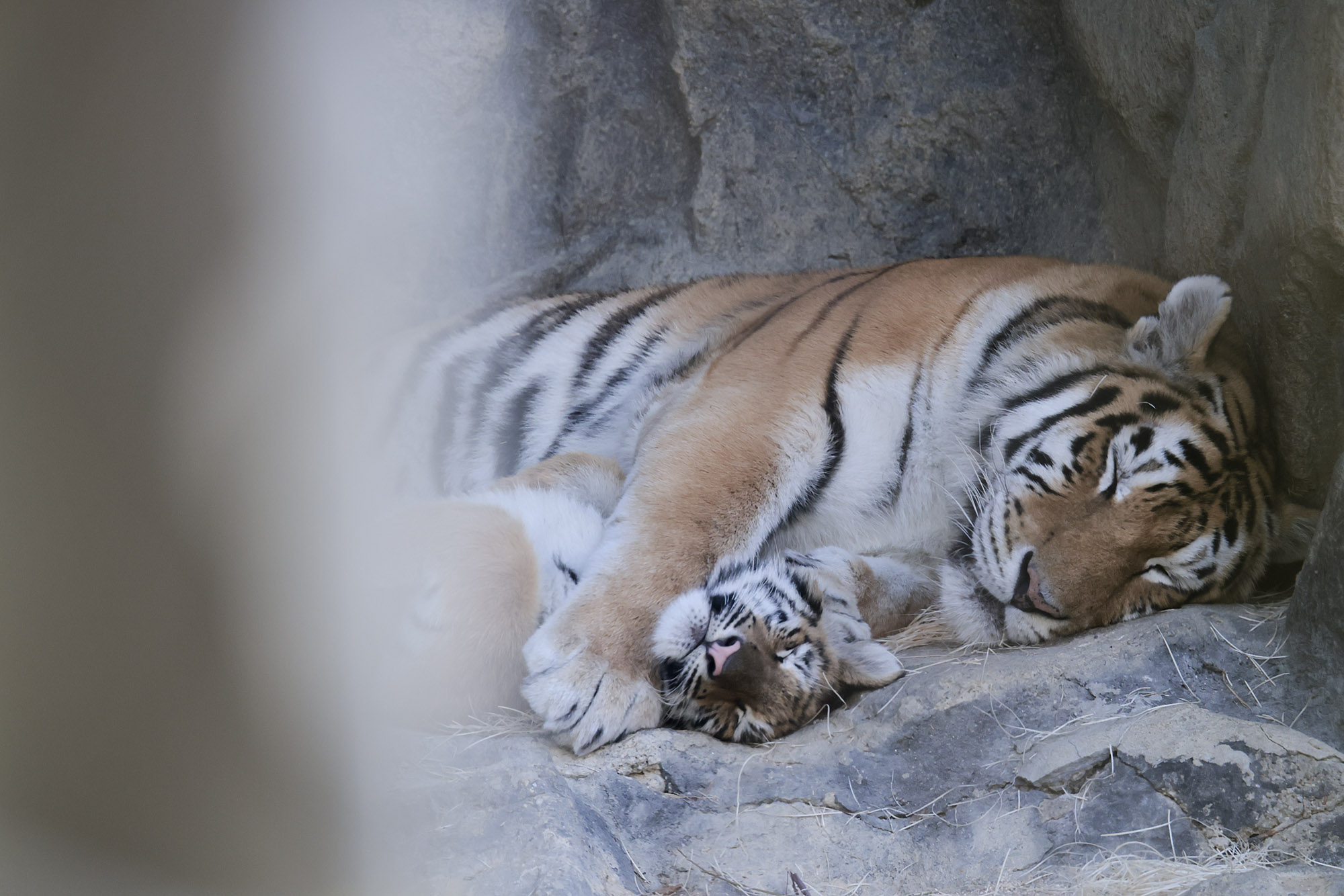 설호;시베리아호랑이;과천서울대공원;호랑이
