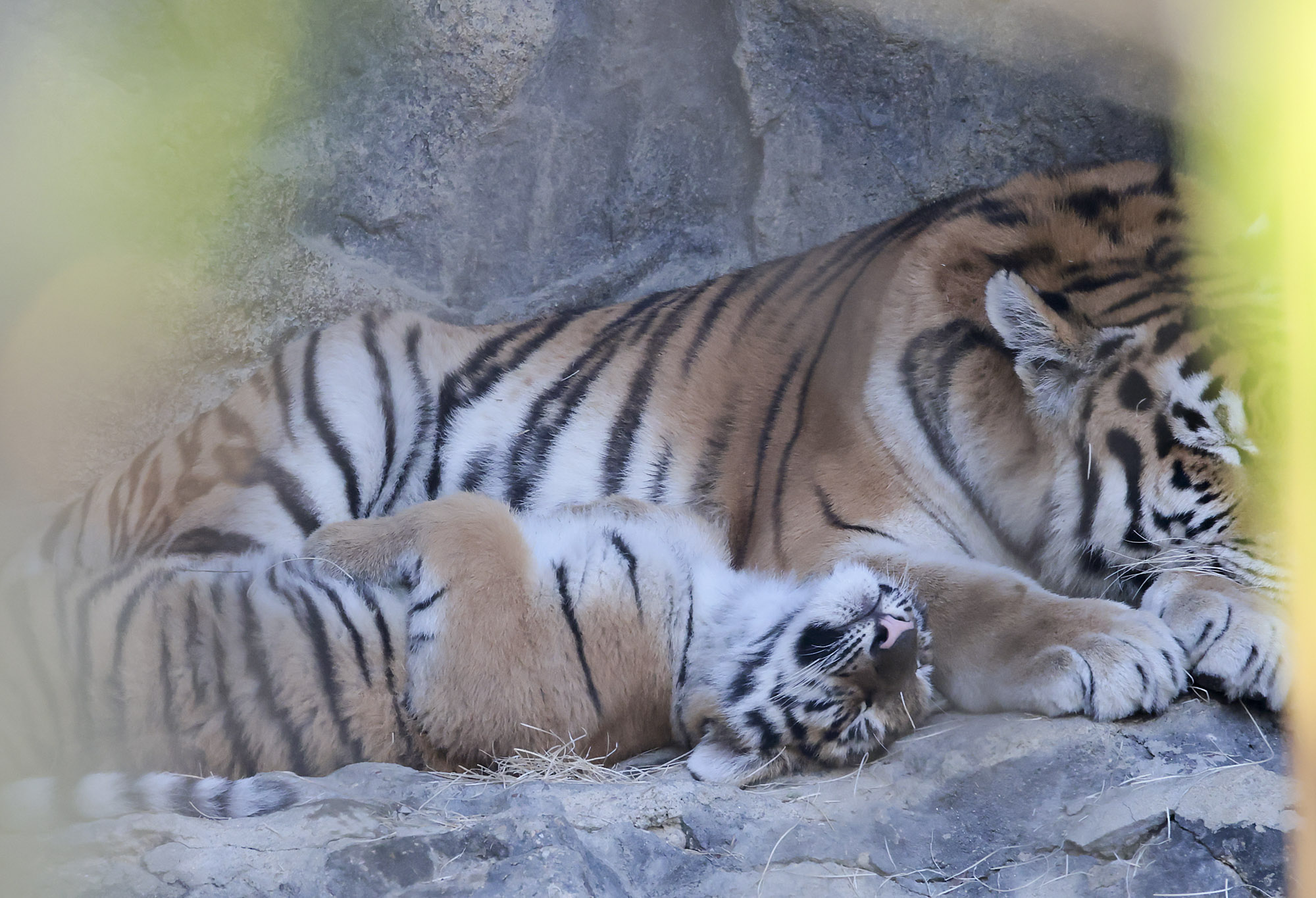 설호;시베리아호랑이;과천서울대공원;호랑이