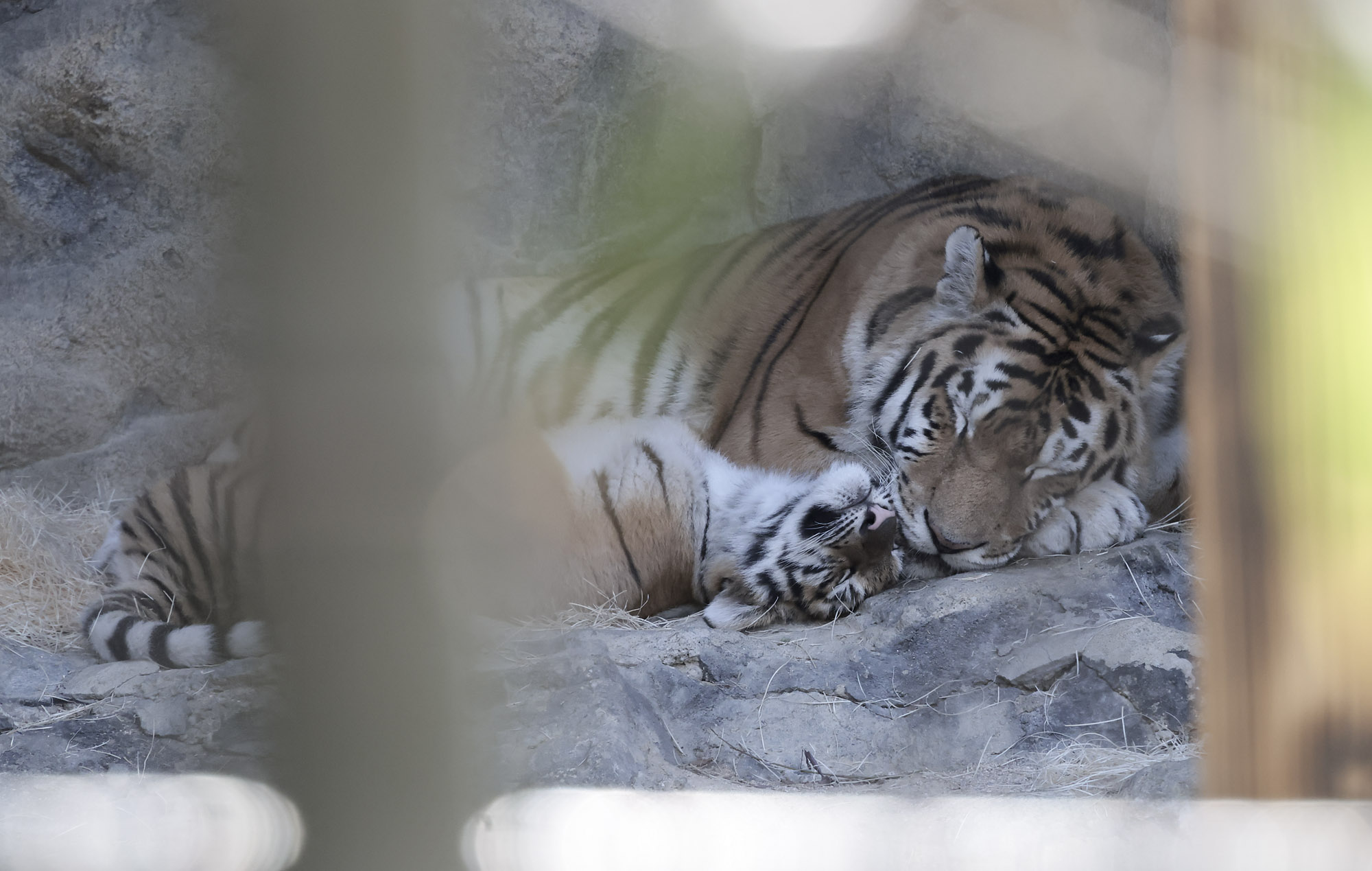 설호;시베리아호랑이;과천서울대공원;호랑이
