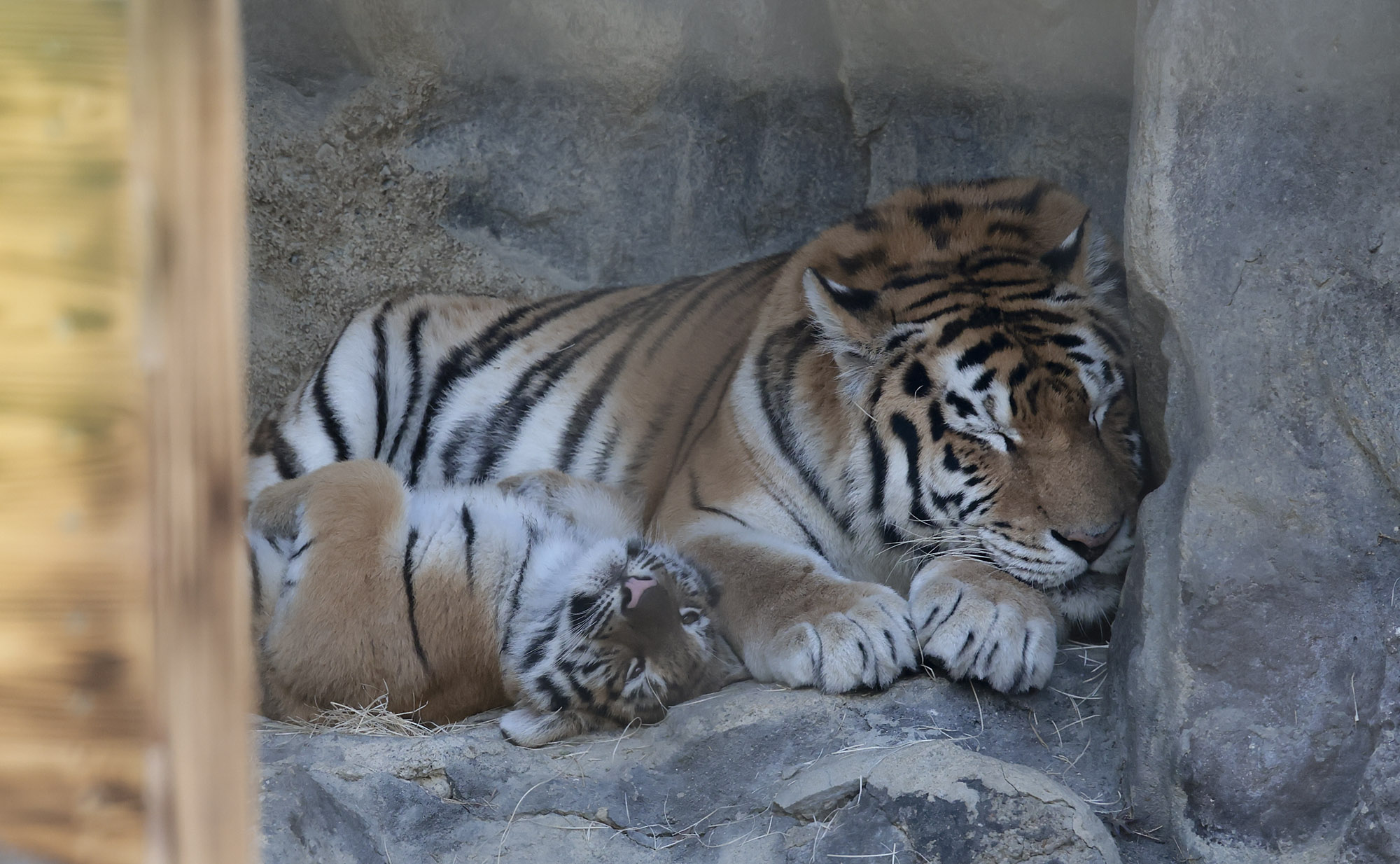 설호;시베리아호랑이;과천서울대공원;호랑이