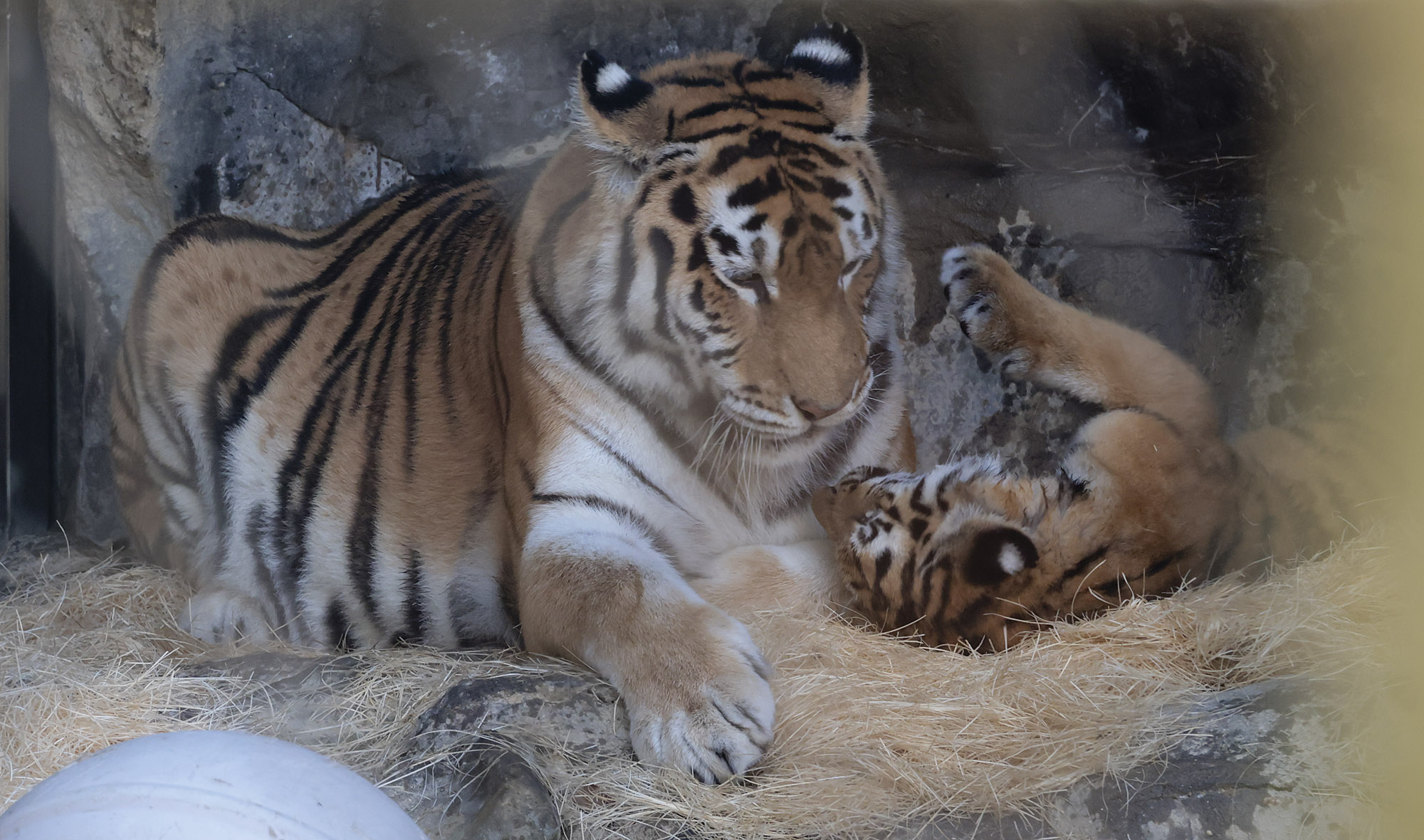 설호;시베리아호랑이;과천서울대공원;호랑이