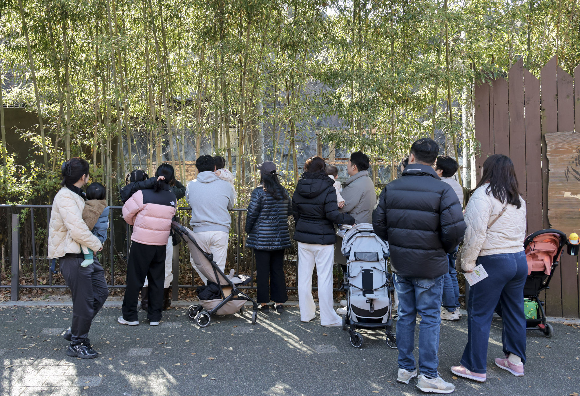 설호;시베리아호랑이;과천서울대공원;호랑이