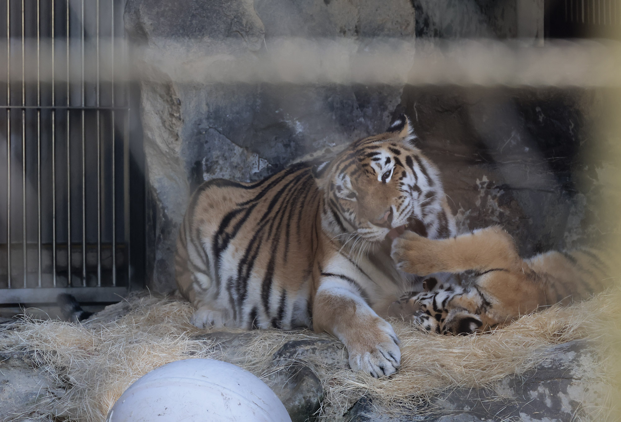 설호;시베리아호랑이;과천서울대공원;호랑이