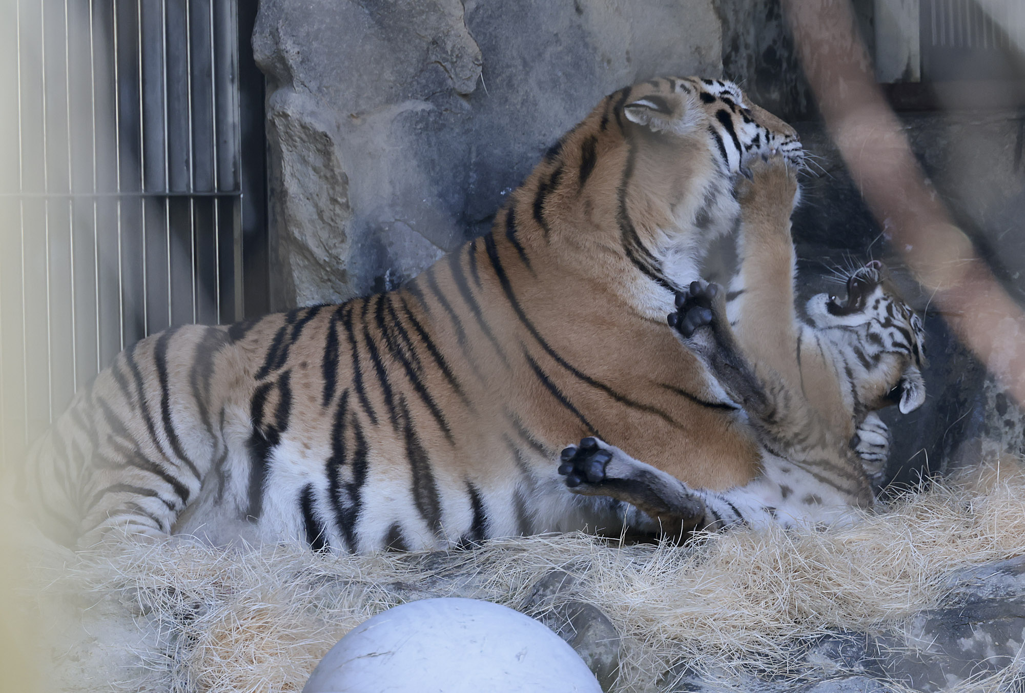 설호;시베리아호랑이;과천서울대공원;호랑이