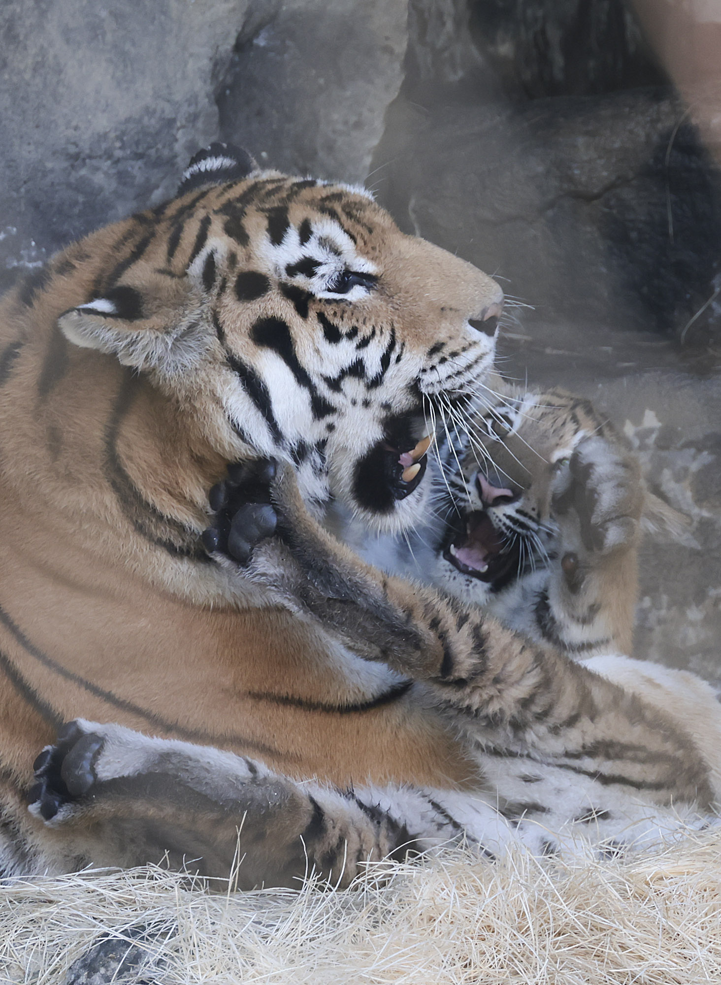 설호;시베리아호랑이;과천서울대공원;호랑이
