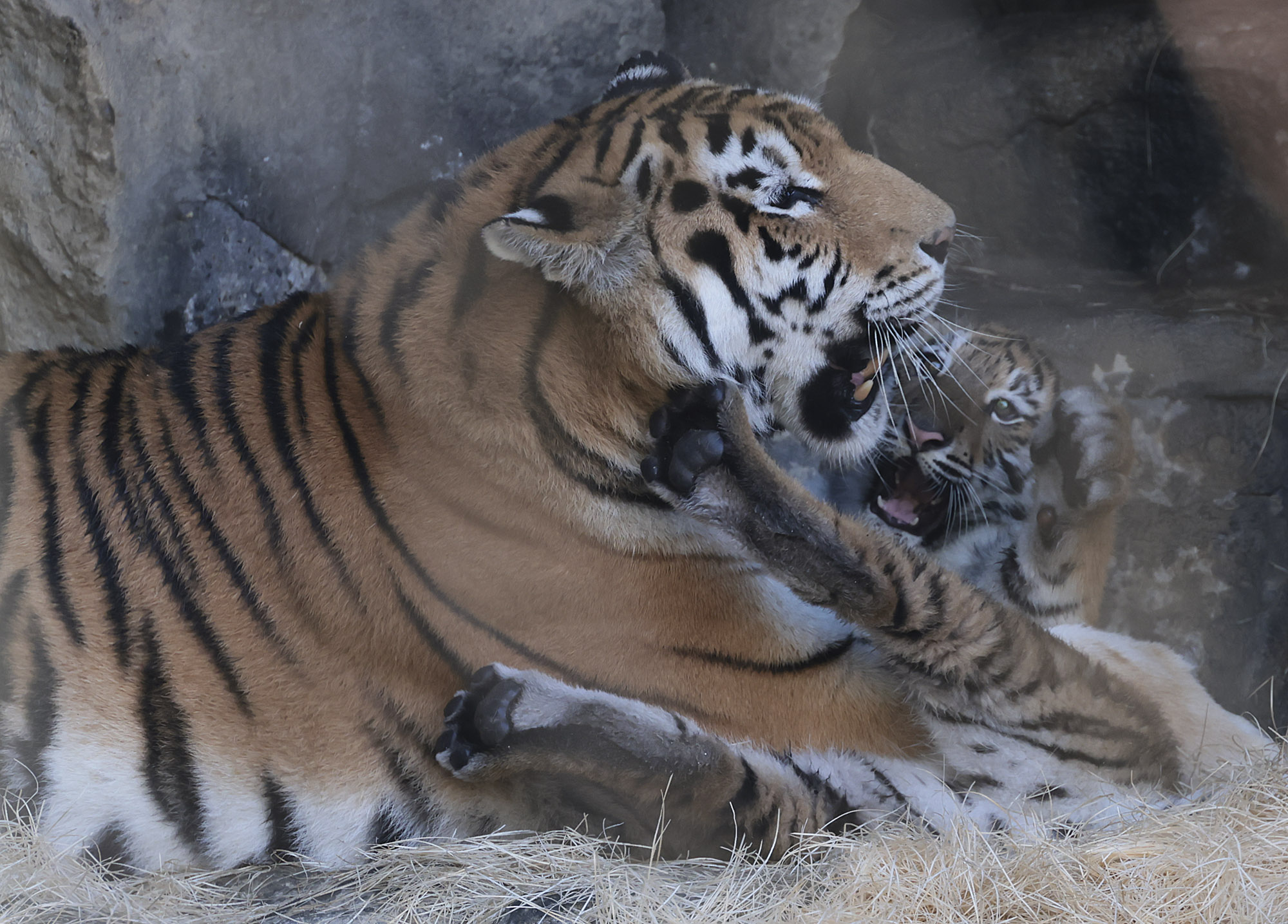 설호;시베리아호랑이;과천서울대공원;호랑이