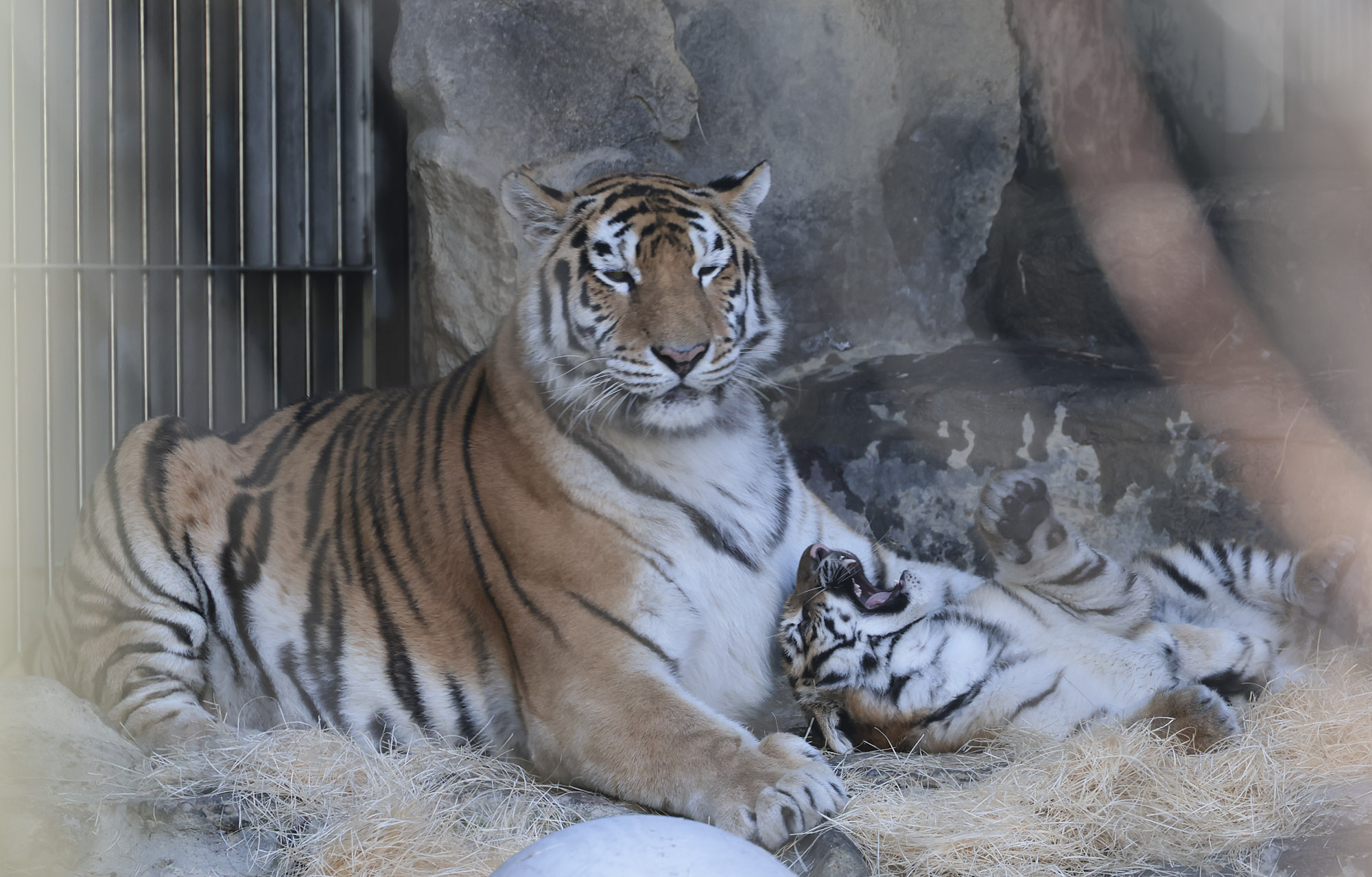 설호;시베리아호랑이;과천서울대공원;호랑이